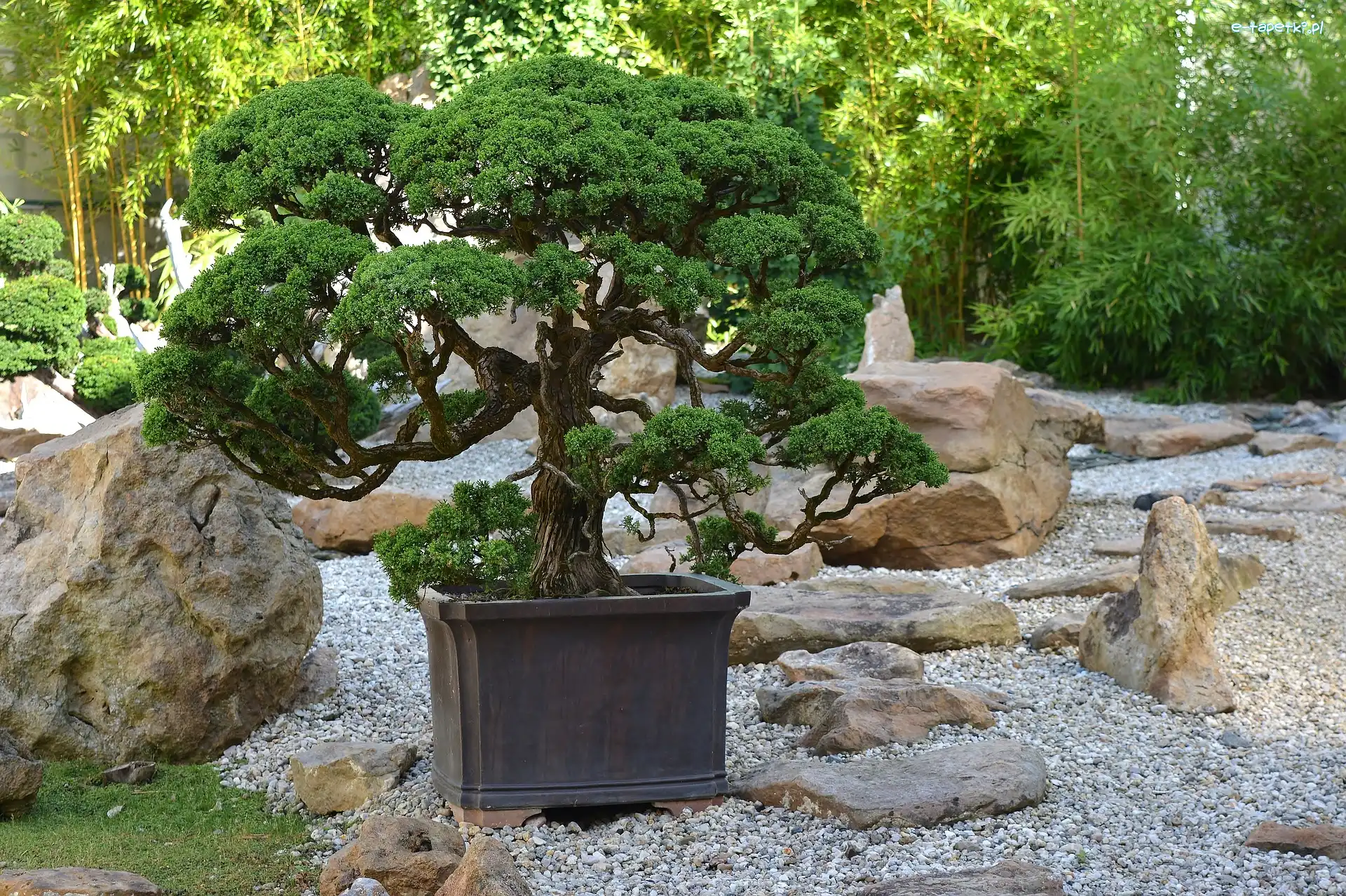 Drzewko, Gałązki, Bonsai, Kamienie, Donica