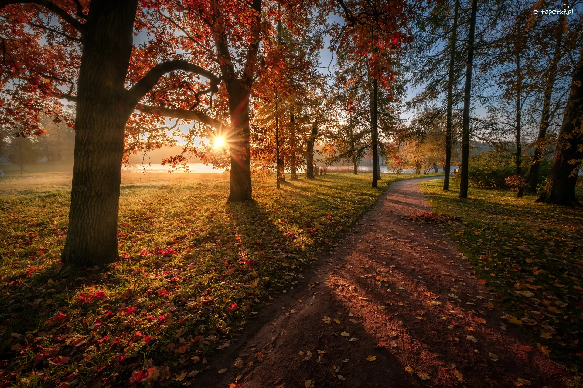 Park, Promienie słońca, Ścieżka, Drzewa, Jesień, Rosja, Petersburg, Liście, Carskie Sioło