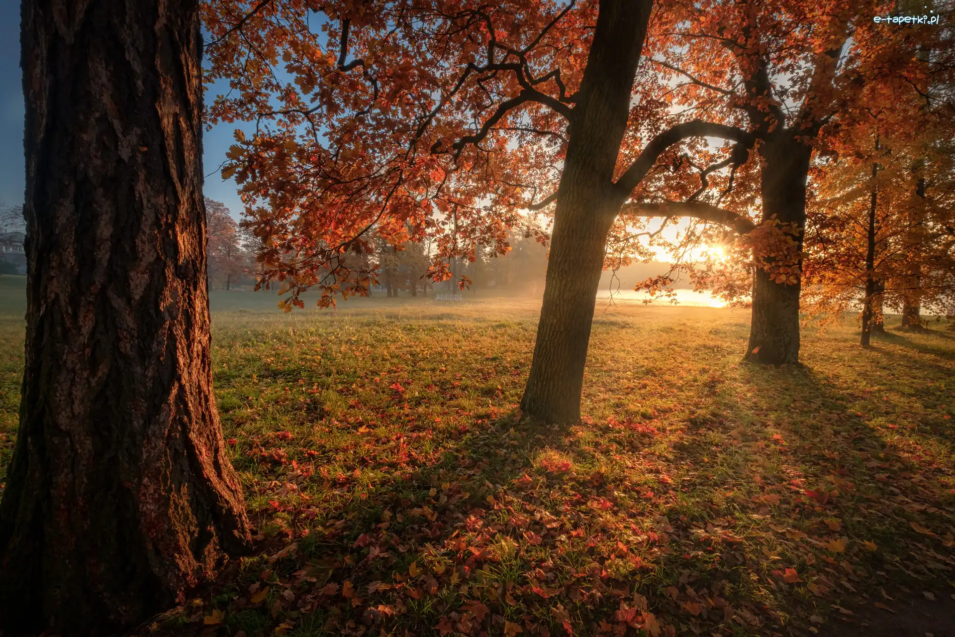 Rosja, Promienie słońca, Park, Drzewa, Jesień, Petersburg, Carskie Sioło