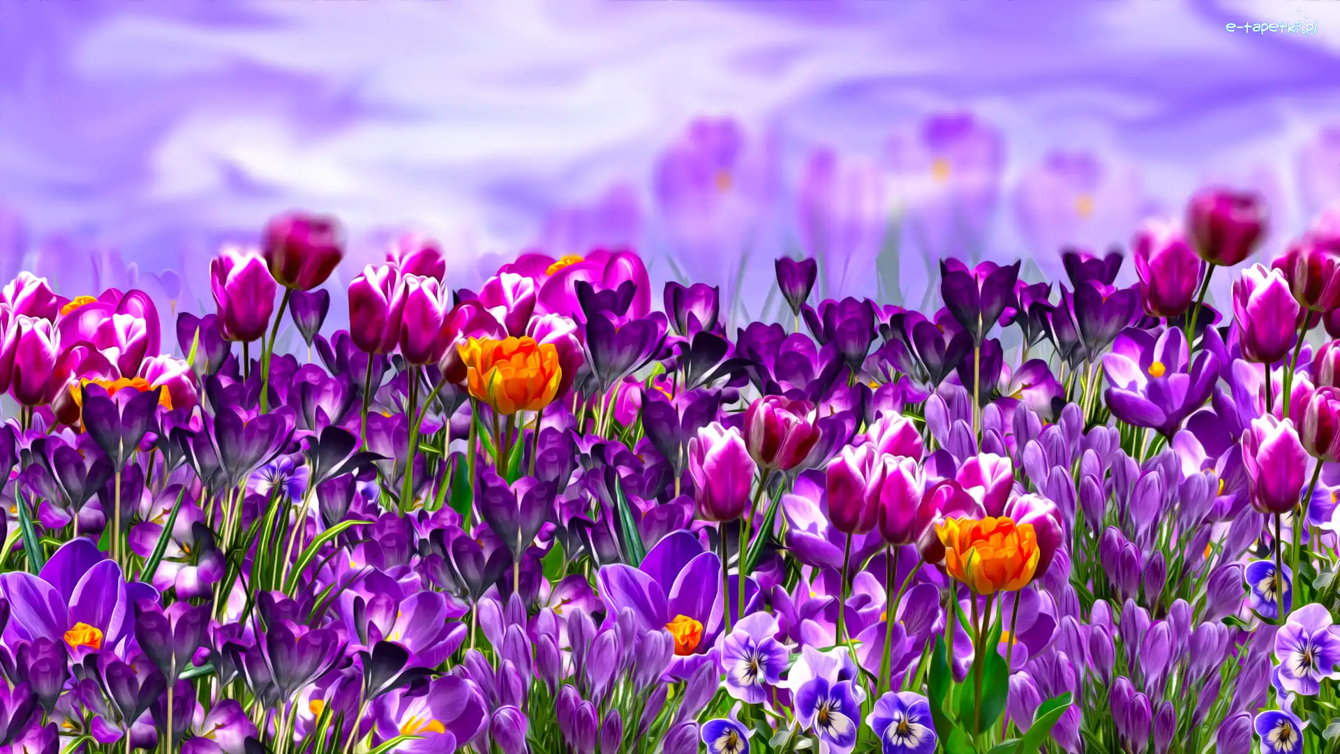 Kwiaty, Tulipany, Krokusy, Grafika, Bratki