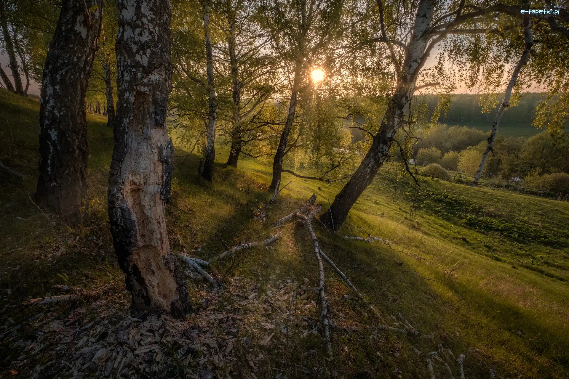 Brzozy, Słońce, Wzgórze, Drzewa