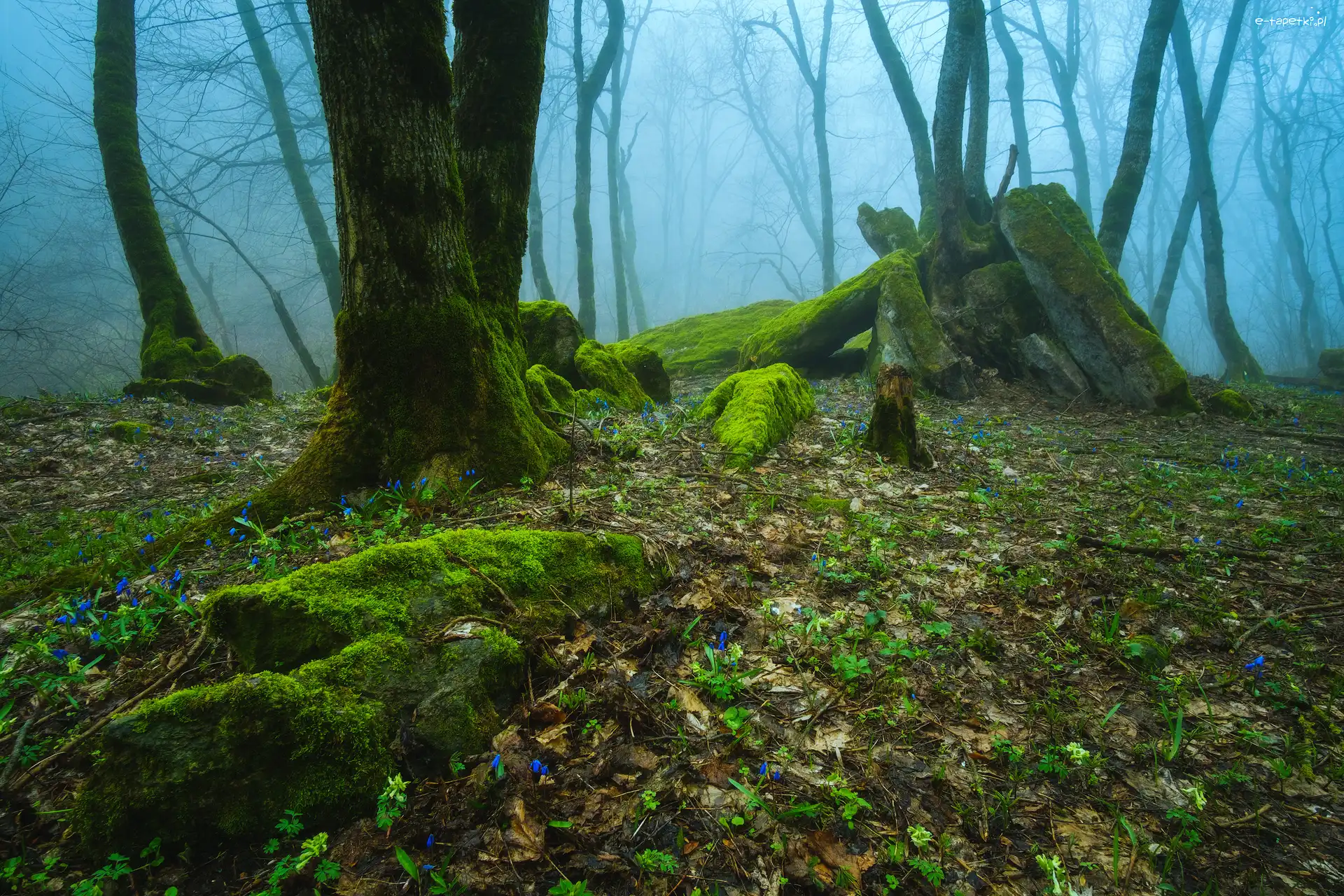 Rośliny, Mgła, Drzewa, Omszałe, Las, Wiosna, Kwiaty, Kamienie, Niebieskie
