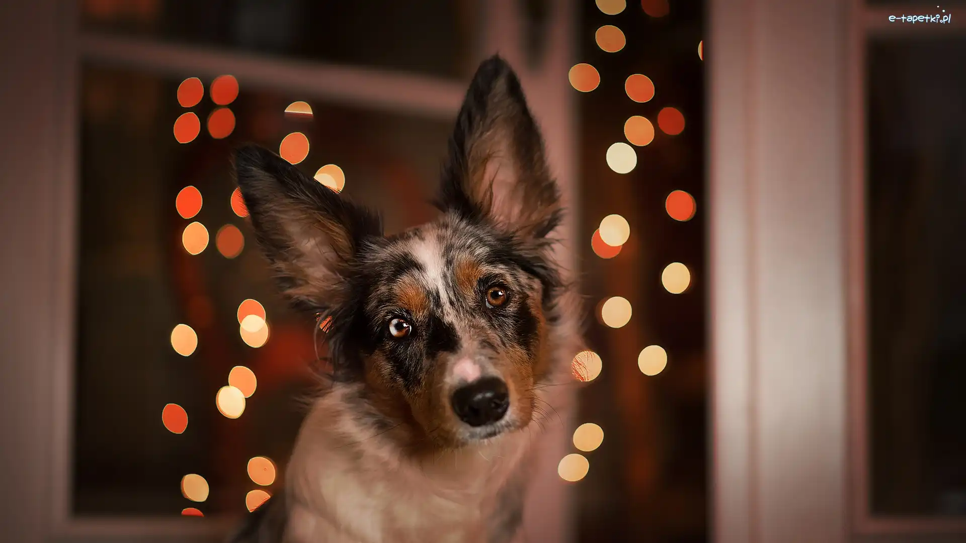 Border collie, Światełka, Mordka, Pies
