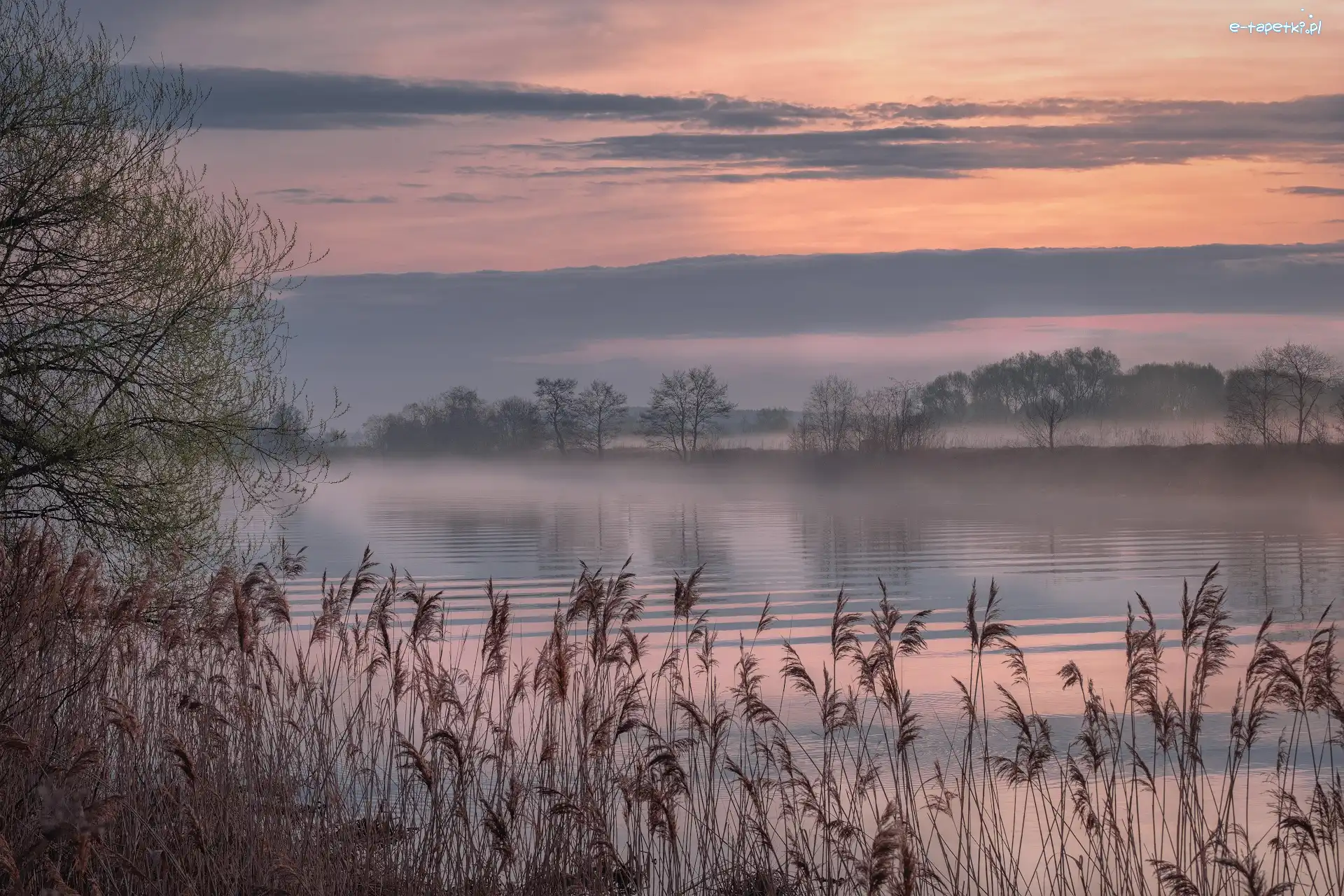 Rzeka Dubna, Wschód słońca, Łotwa, Łatgalia, Mgła, Drzewa, Trzciny, Poranek