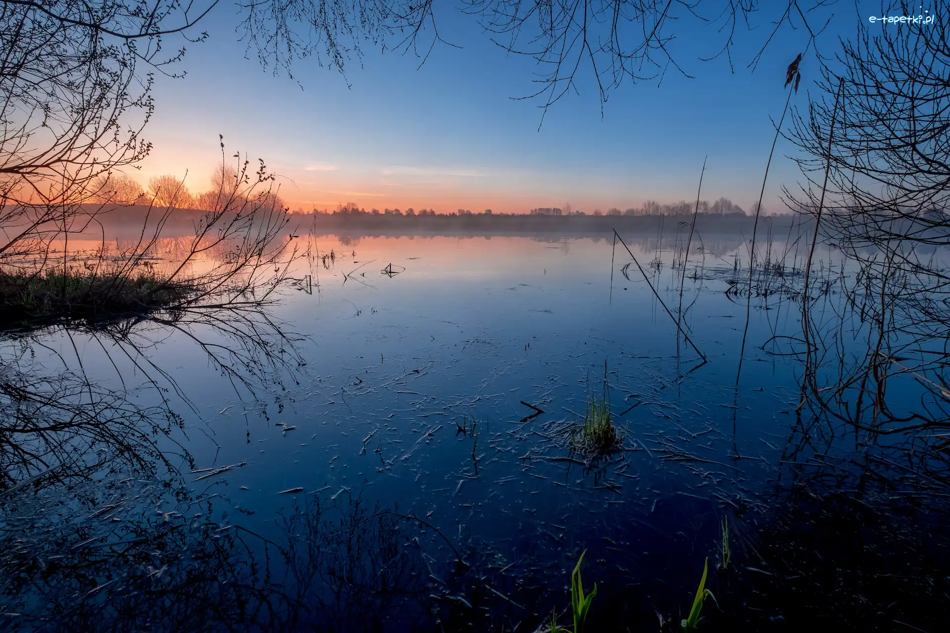 Staw, Wschód słońca, Mgła, Drzewa, Zarośla