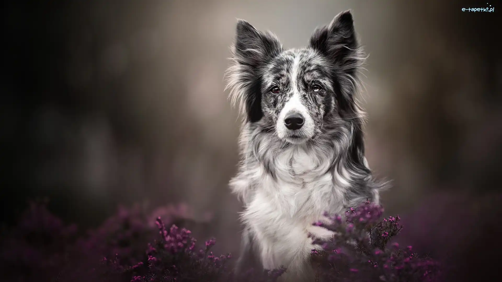 Szaro-biały, Border collie, Pies, Wrzosy, Mordka