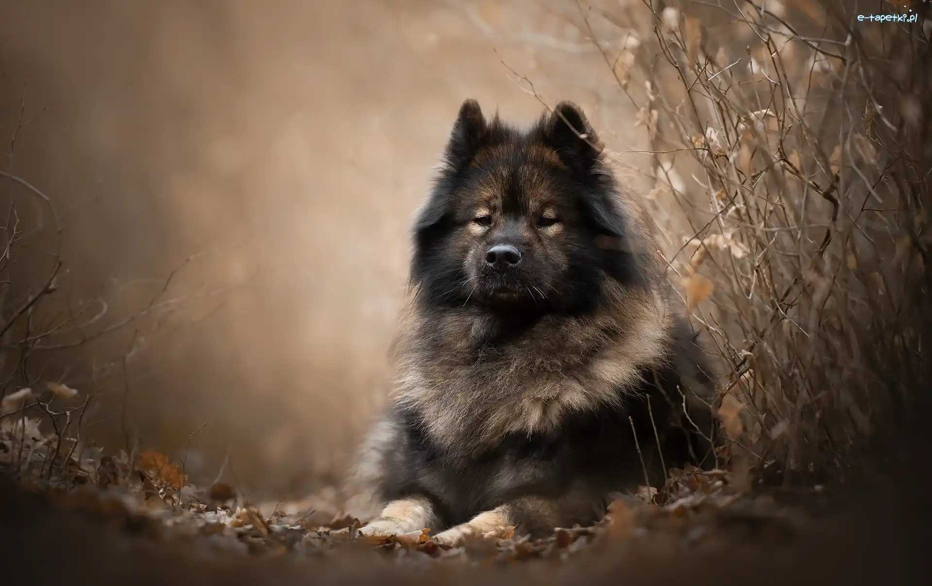 Leżący, Szpic, Pies, Gałązki, Eurasier