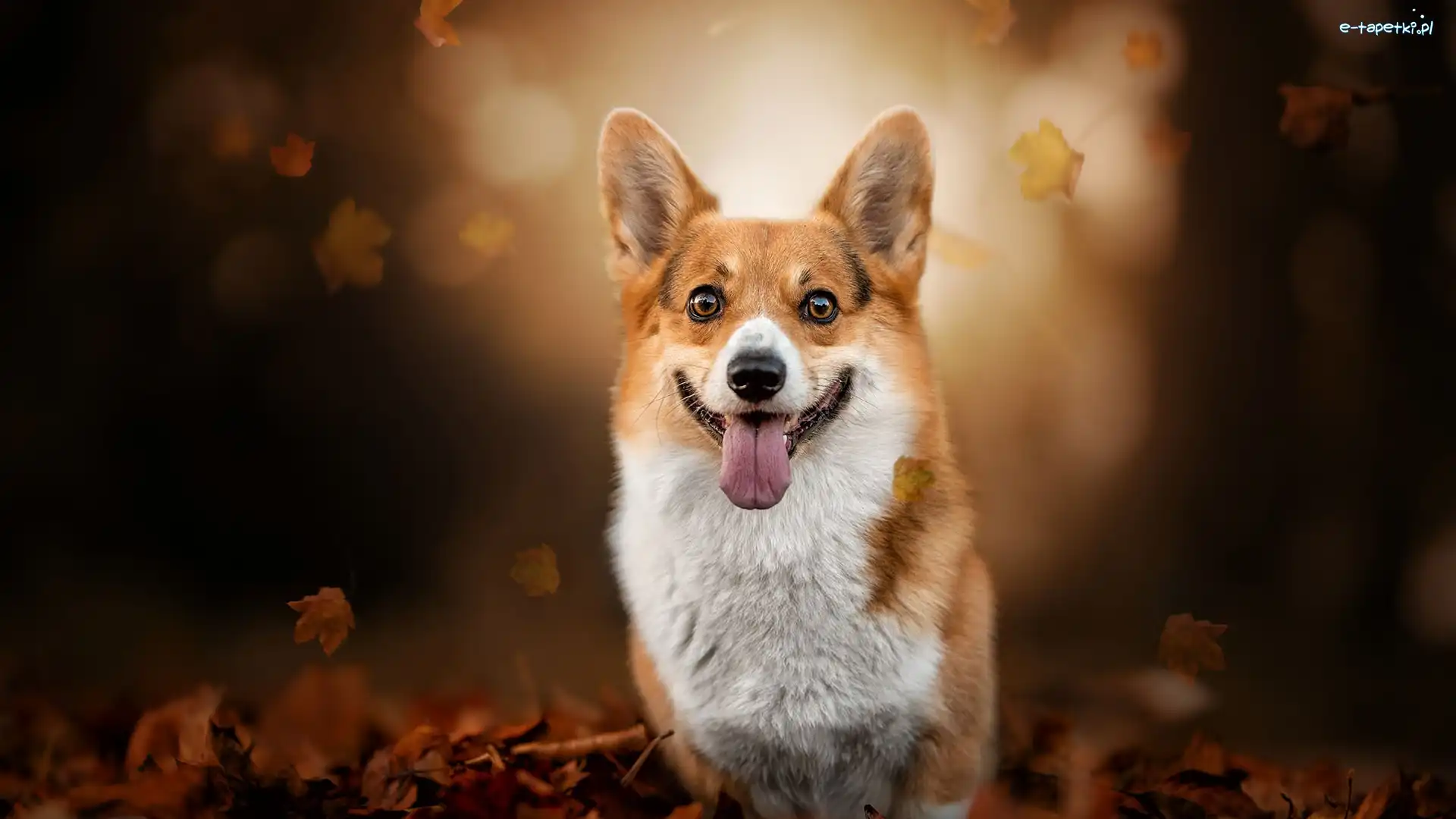 Pies, Mordka, Welsh corgi pembroke, Liście, Jęzor