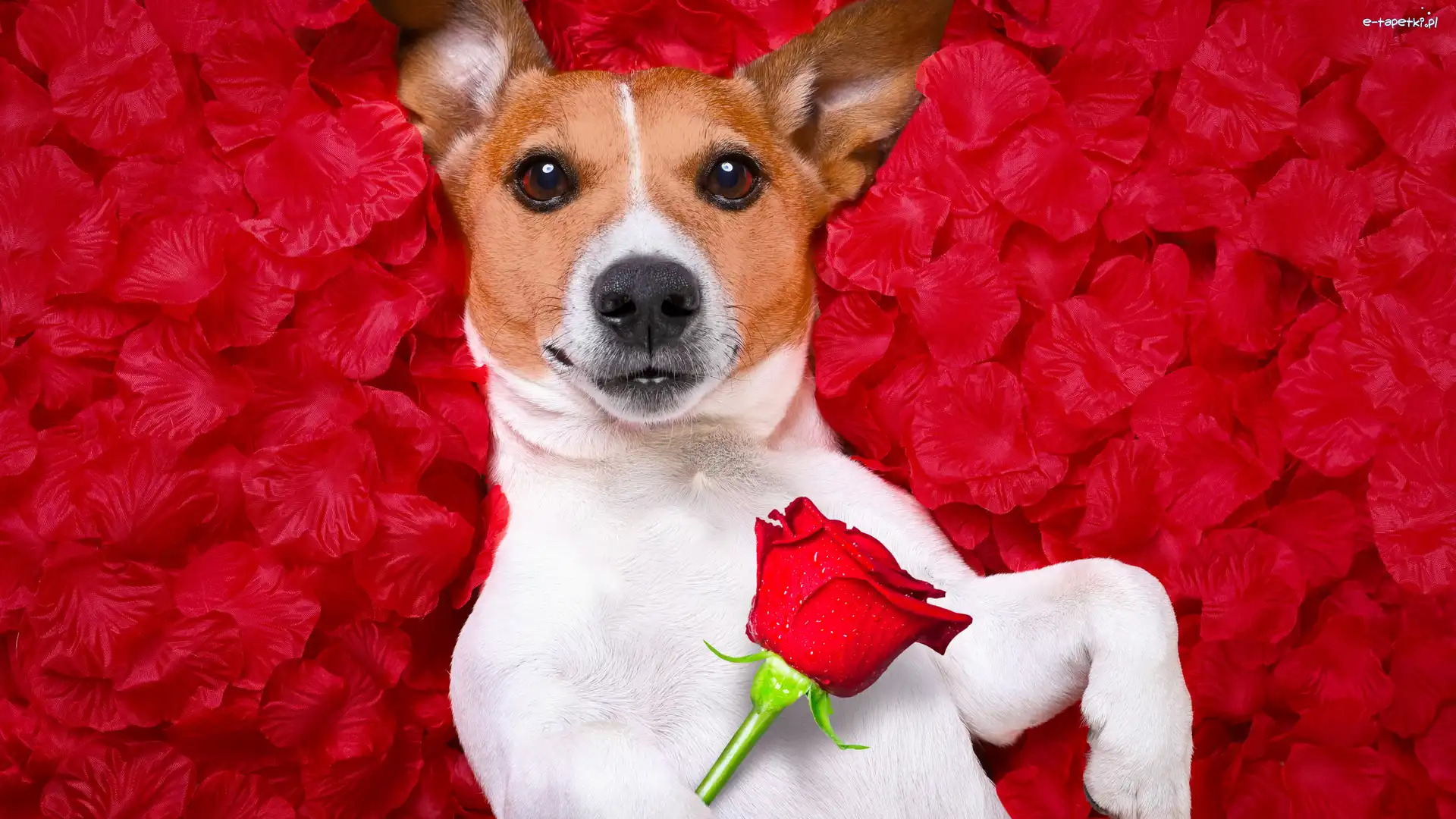 Pies, Róża, Jack Russell terrier, Płatki, Czerwone