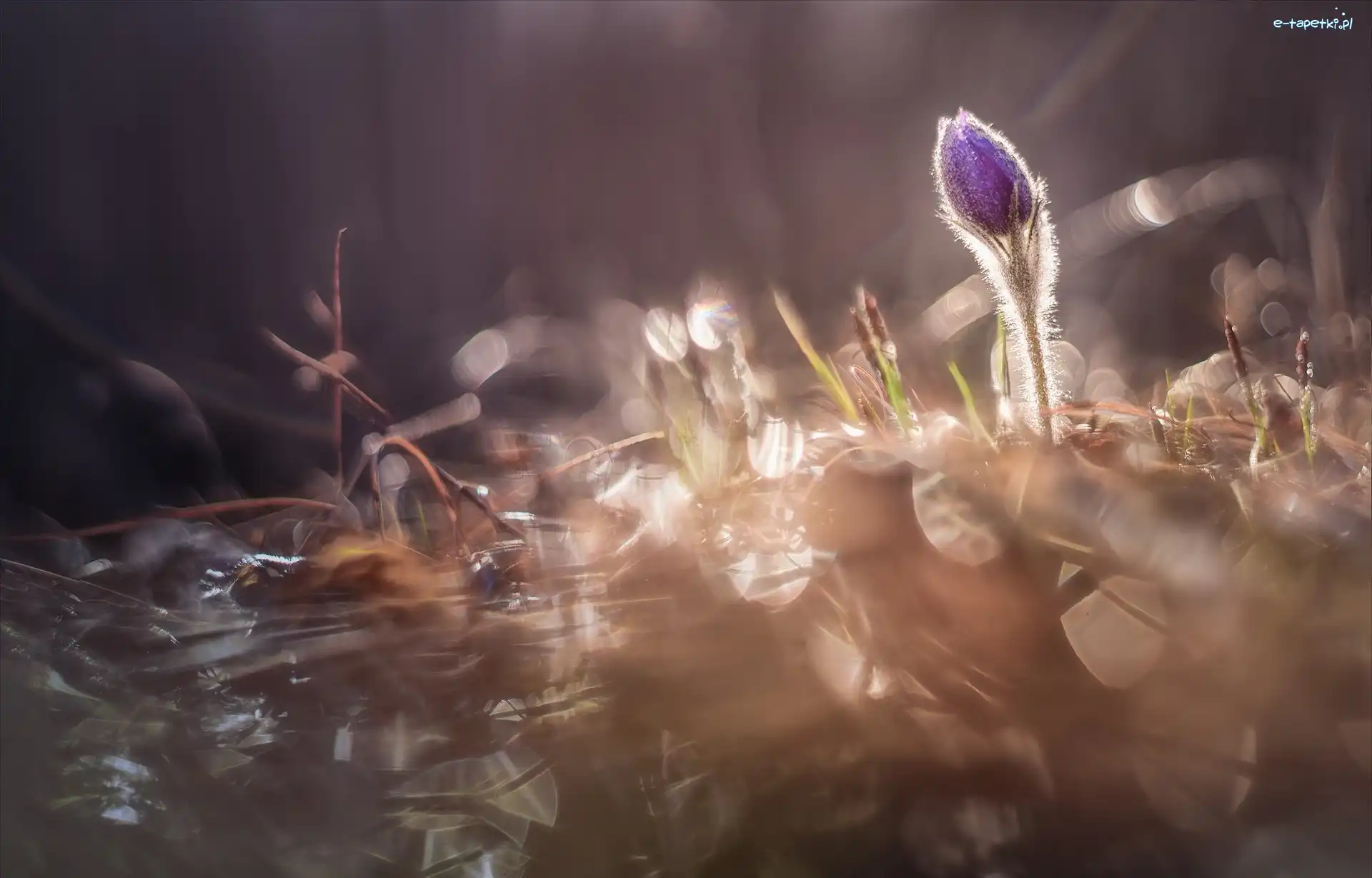 Bokeh, Sasanka