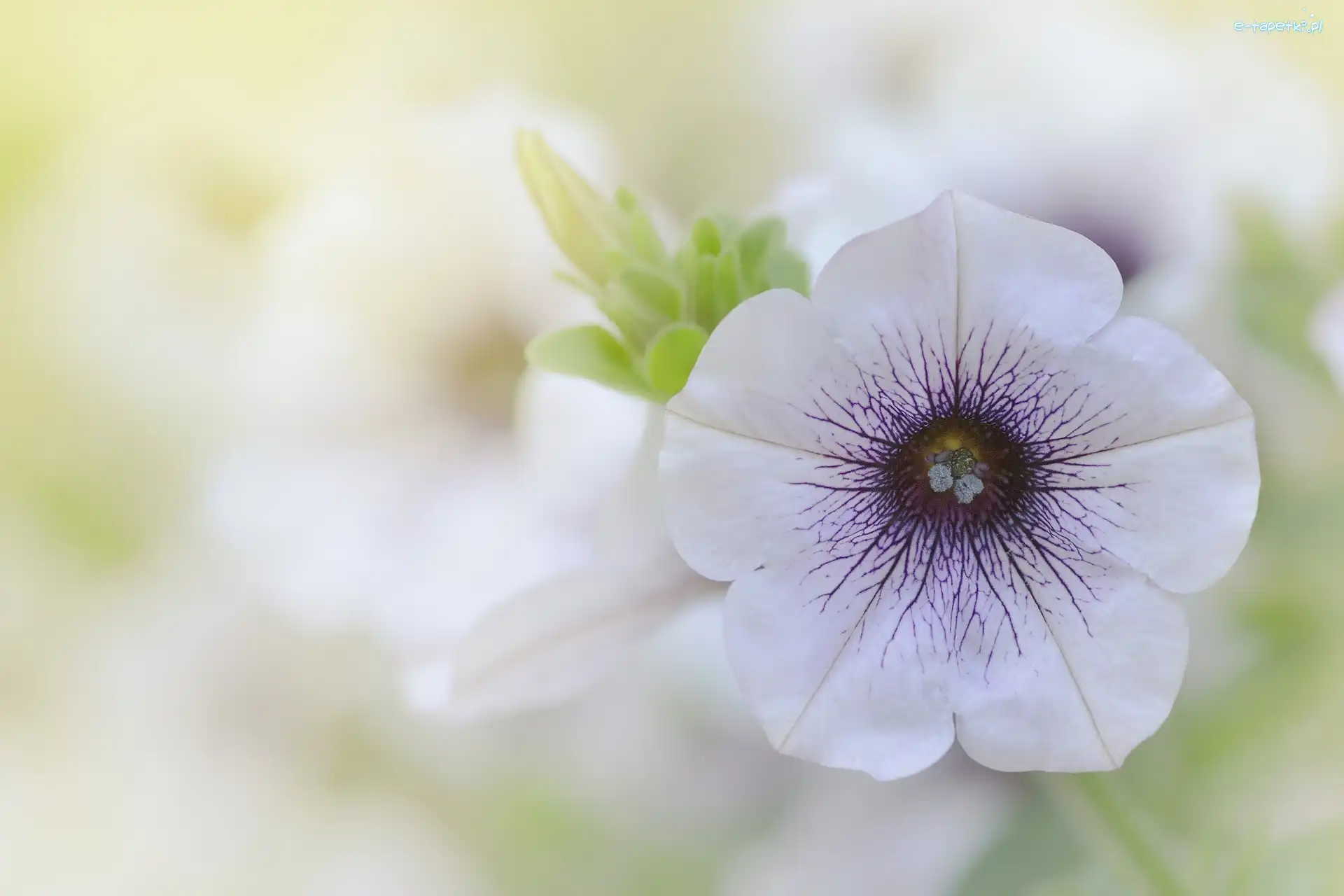 Petunia ogrodowa, Kwiat, Biało-fioletowy
