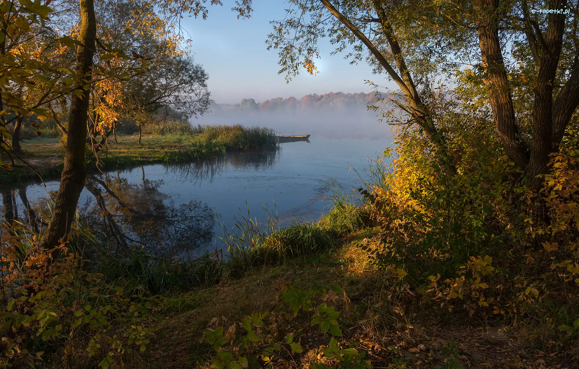 Mgła, Rośliny, Drzewa, Jezioro