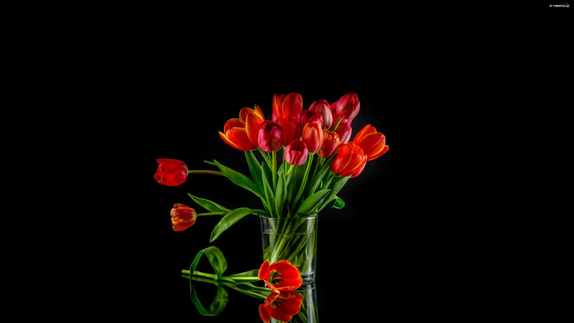 Tulipany, Czarne tło, Bukiet, Czerwone