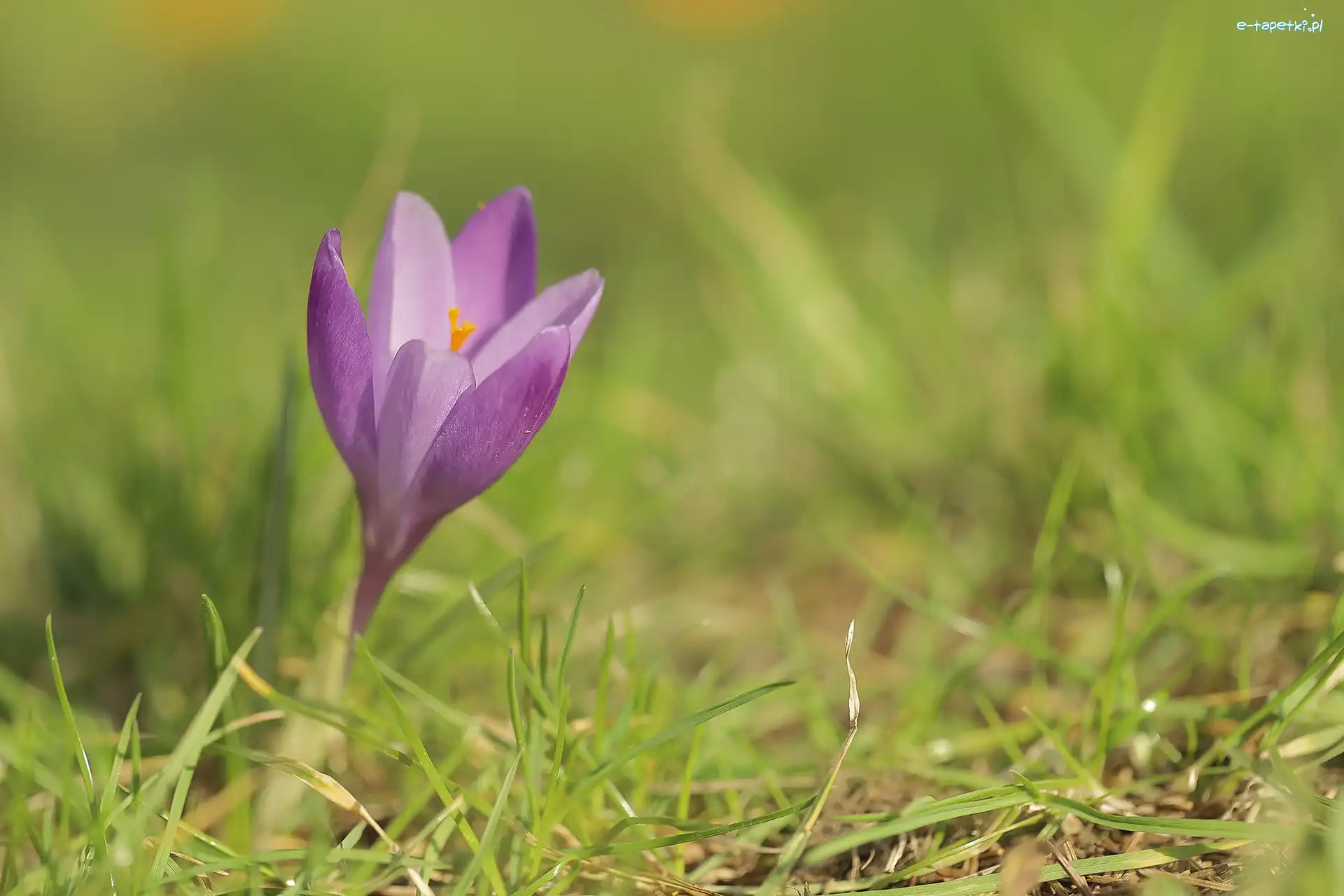 Krokus, Zbliżenie, Trawa, Liliowy