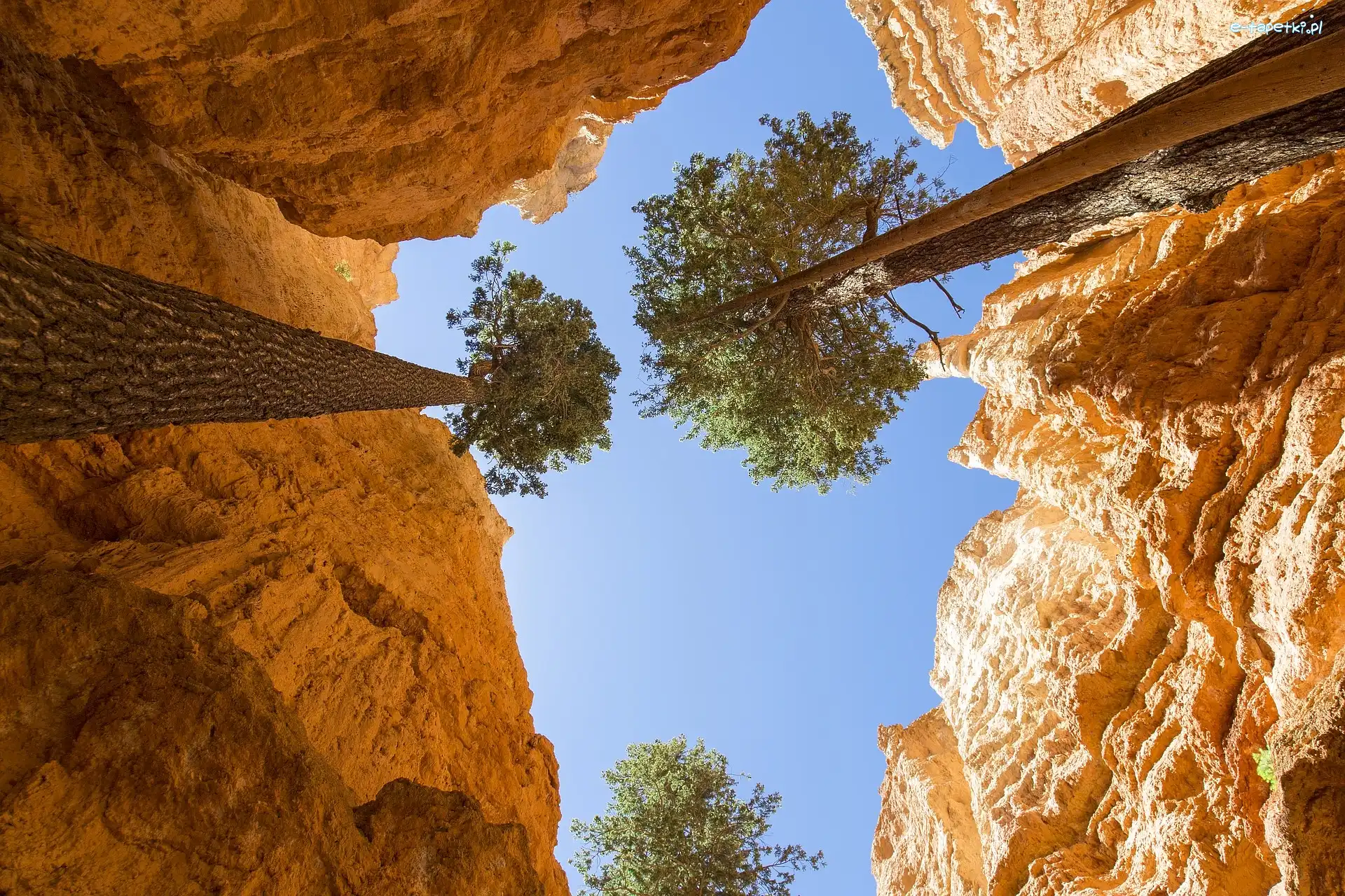 Daglezje, Szczelina Wall Street, Stany Zjednoczone, Stan Utah, Drzewa, Jedlice, Park Narodowy Bryce Canyon, Skały
