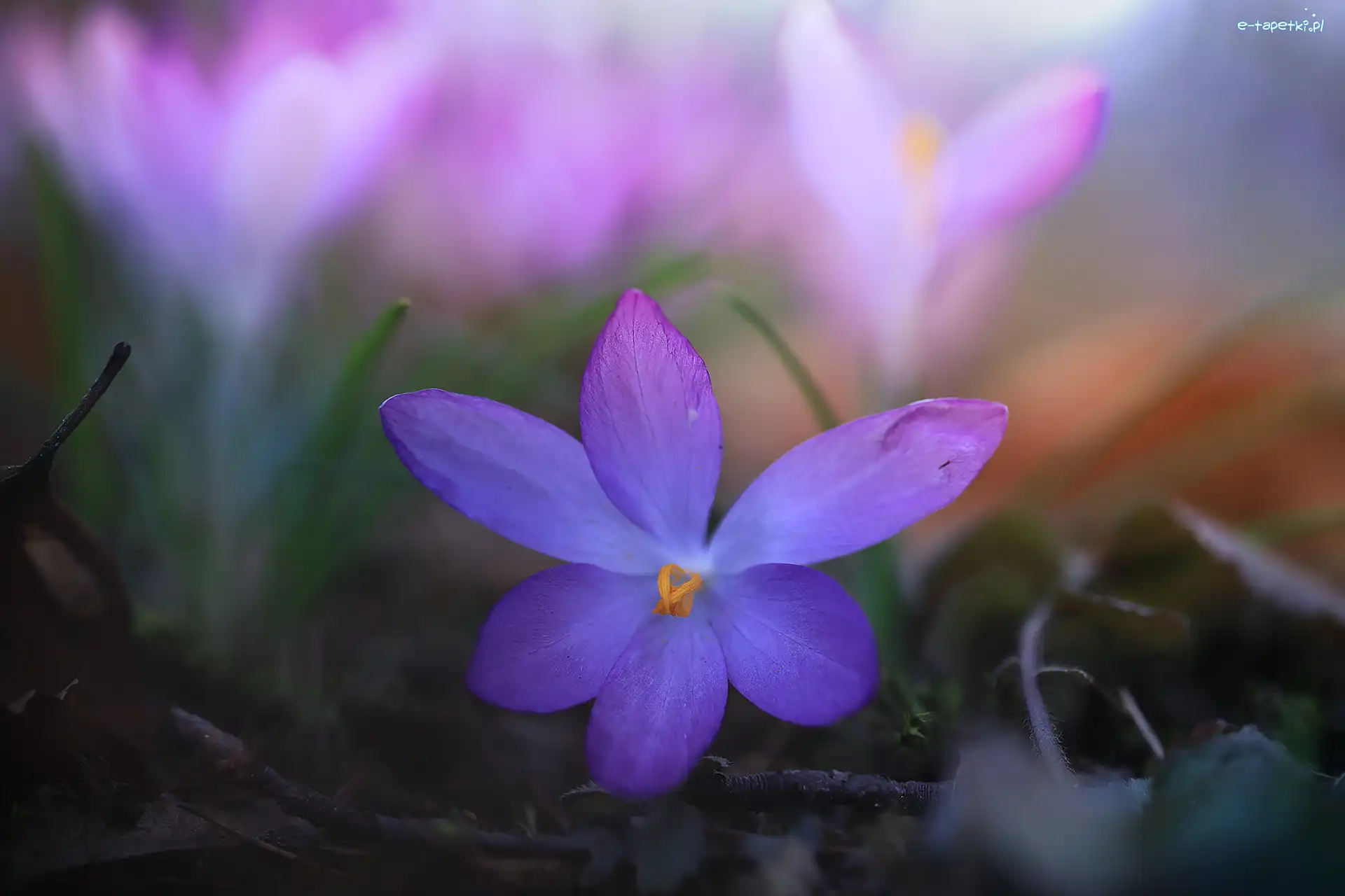 Fioletowy, Krokus, Rozwinięty, Zbliżenie, Kwiat