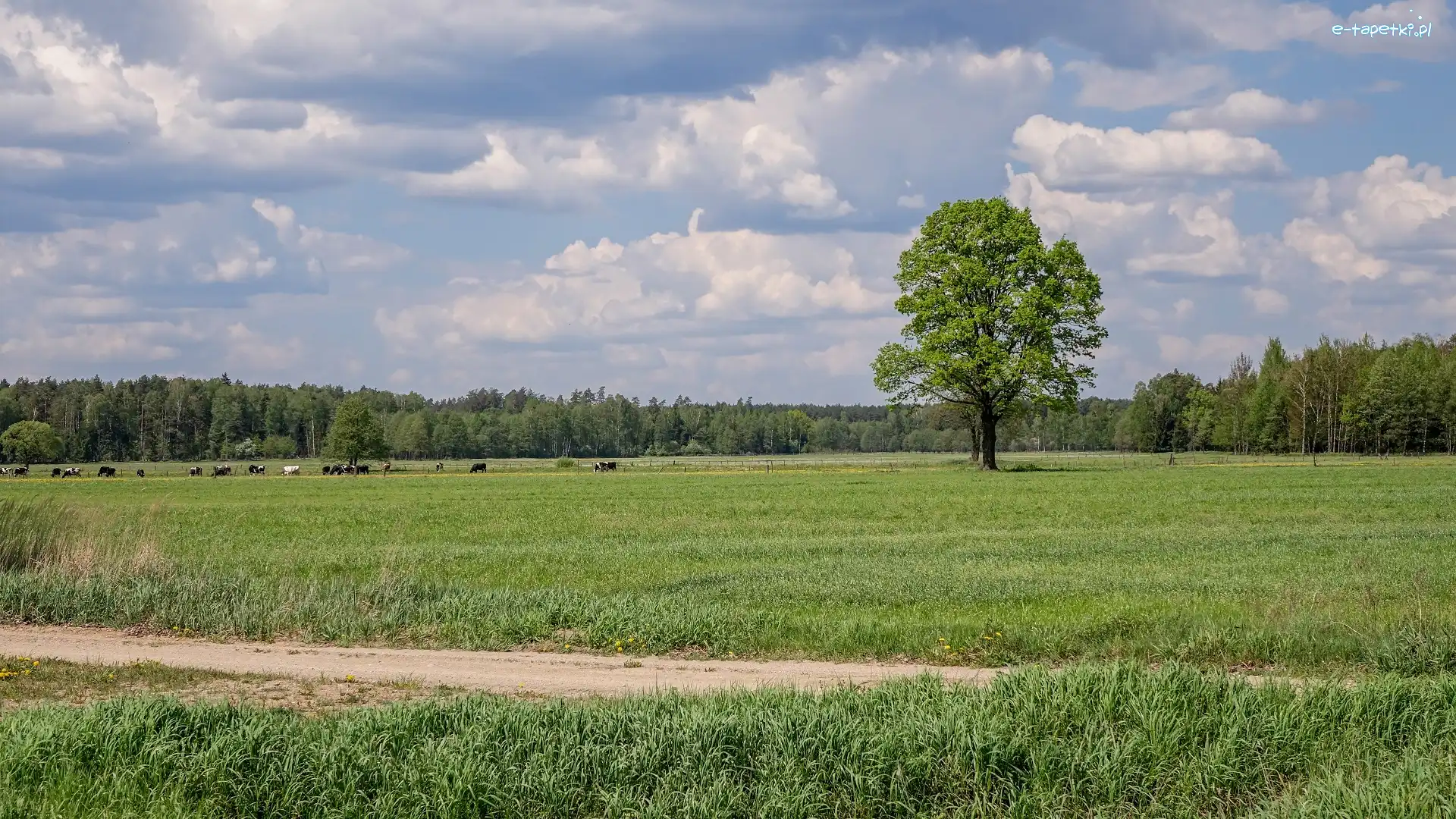 Łąki, Krowy, Pastwisko, Droga, Drzewa