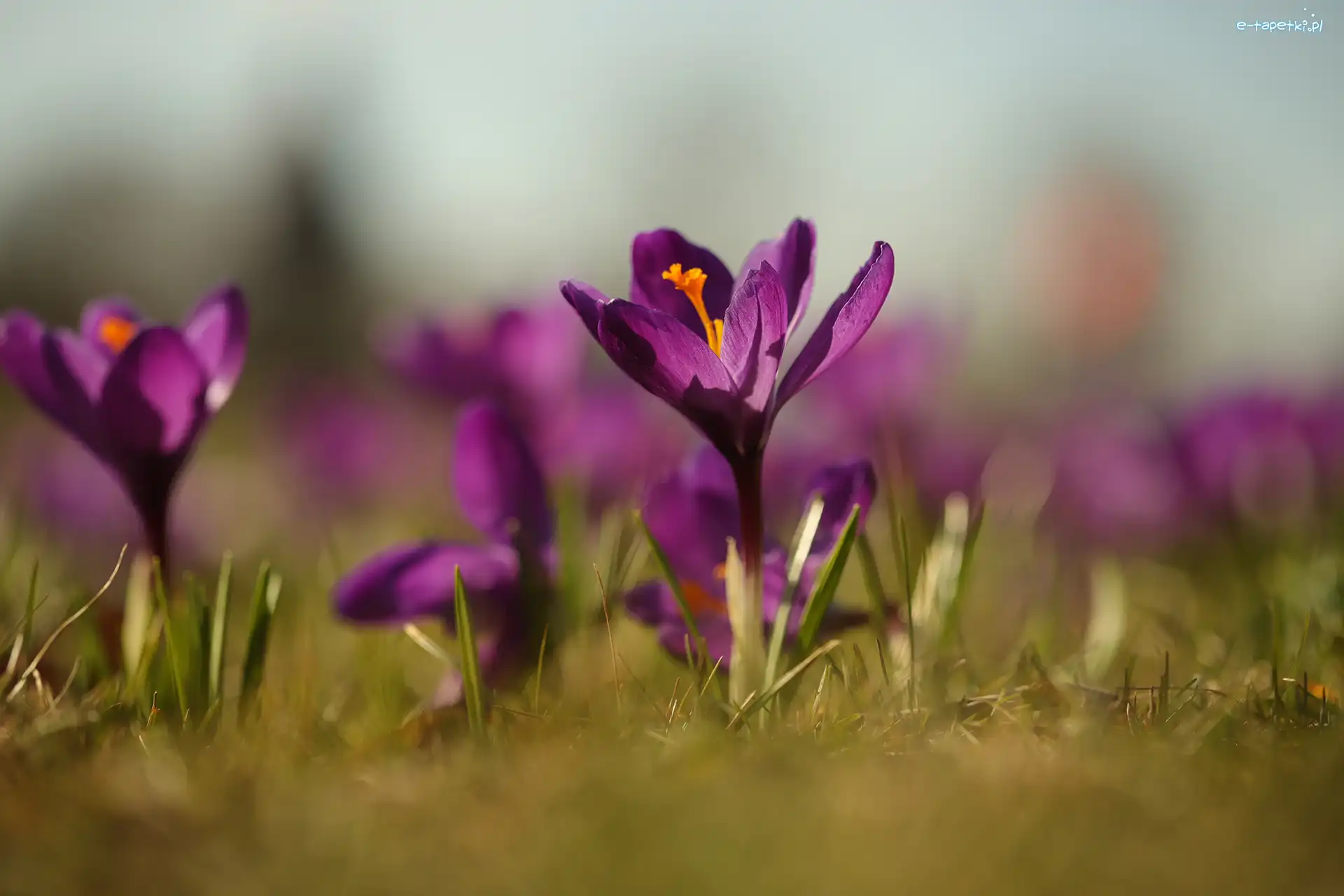 Krokus, Zbliżenie, Kwiat, Fioletowy