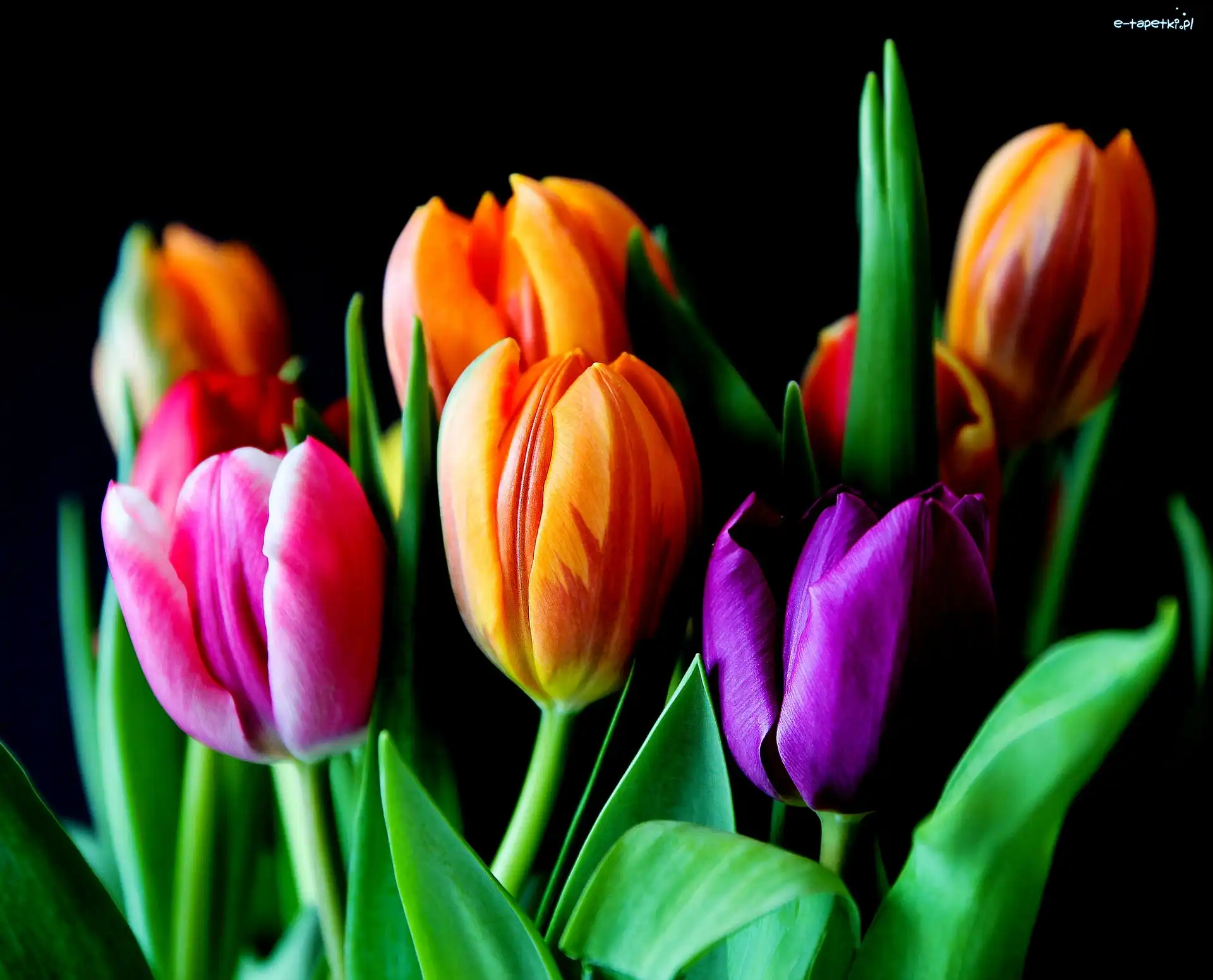 Kwiaty, Tulipany, Kolorowe, Tło, Ciemne