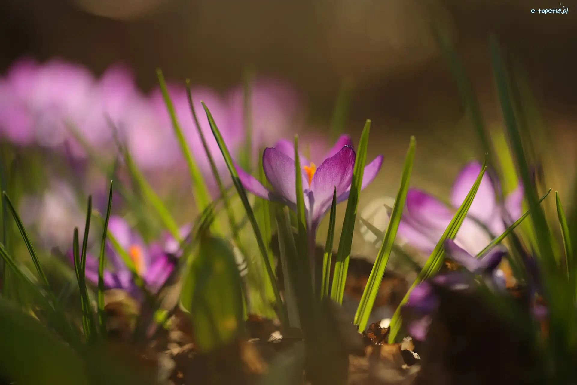 Kwiat, Zbliżenie, Krokus, Fioletowy