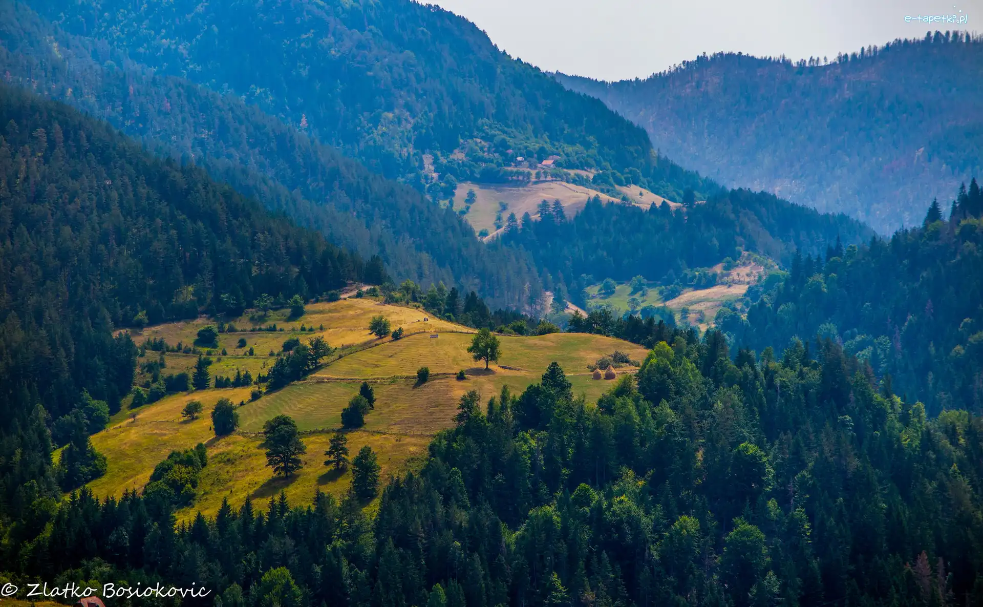 Zalesione, Drzewa, Pola, Wzgórza, Doliny, Góry