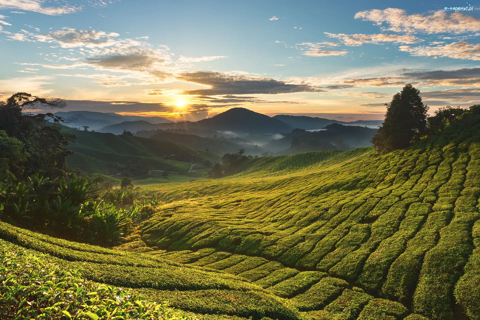 Stan Pahang, Wschód słońca, Cameron Highlands, Malezja, Drzewa, Plantacja