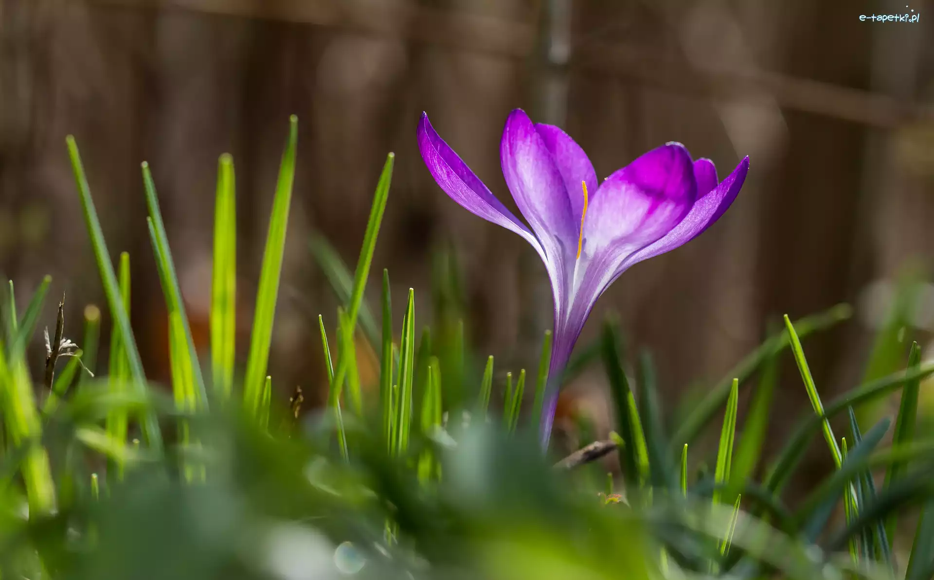 Zbliżenie, Krokus, Fioletowy