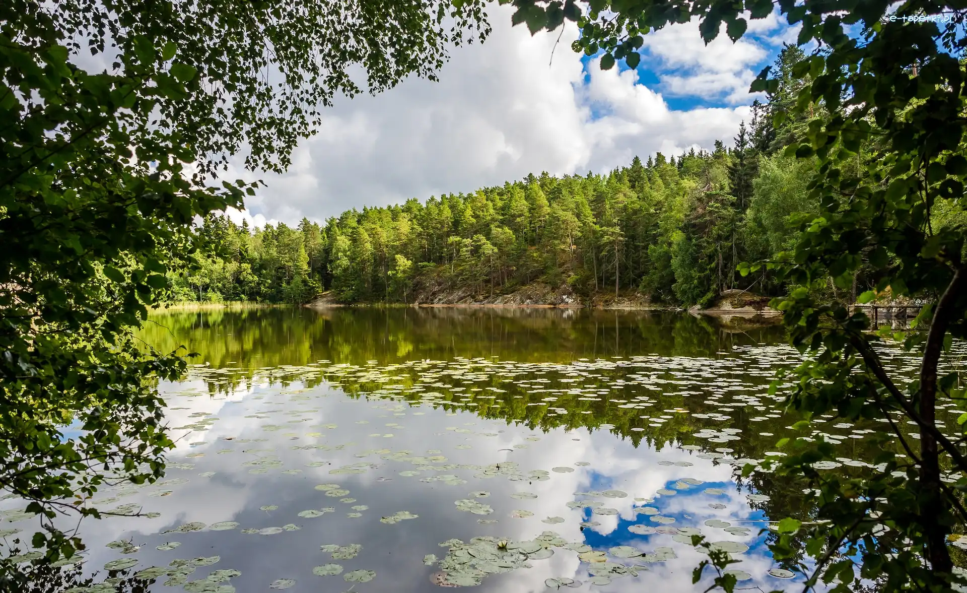 Jezioro, Liście, Las, Drzewa, Chmury