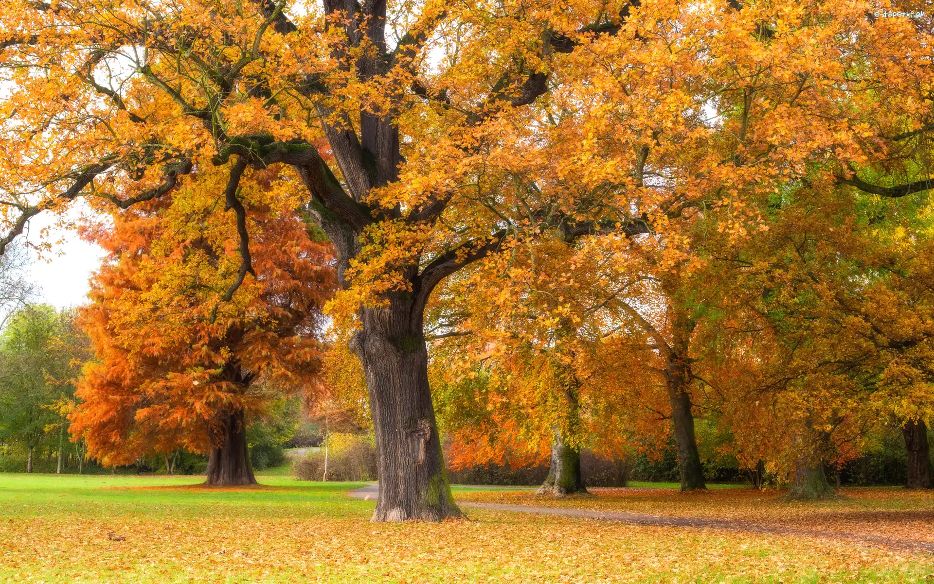 Drzewa, Jesień, Gałęzie, Park