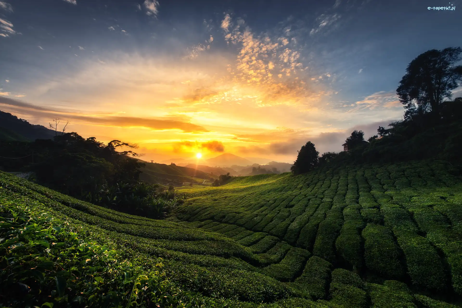 Cameron Highlands, Malezja, Stan Pahang, Wschód słońca, Plantacja