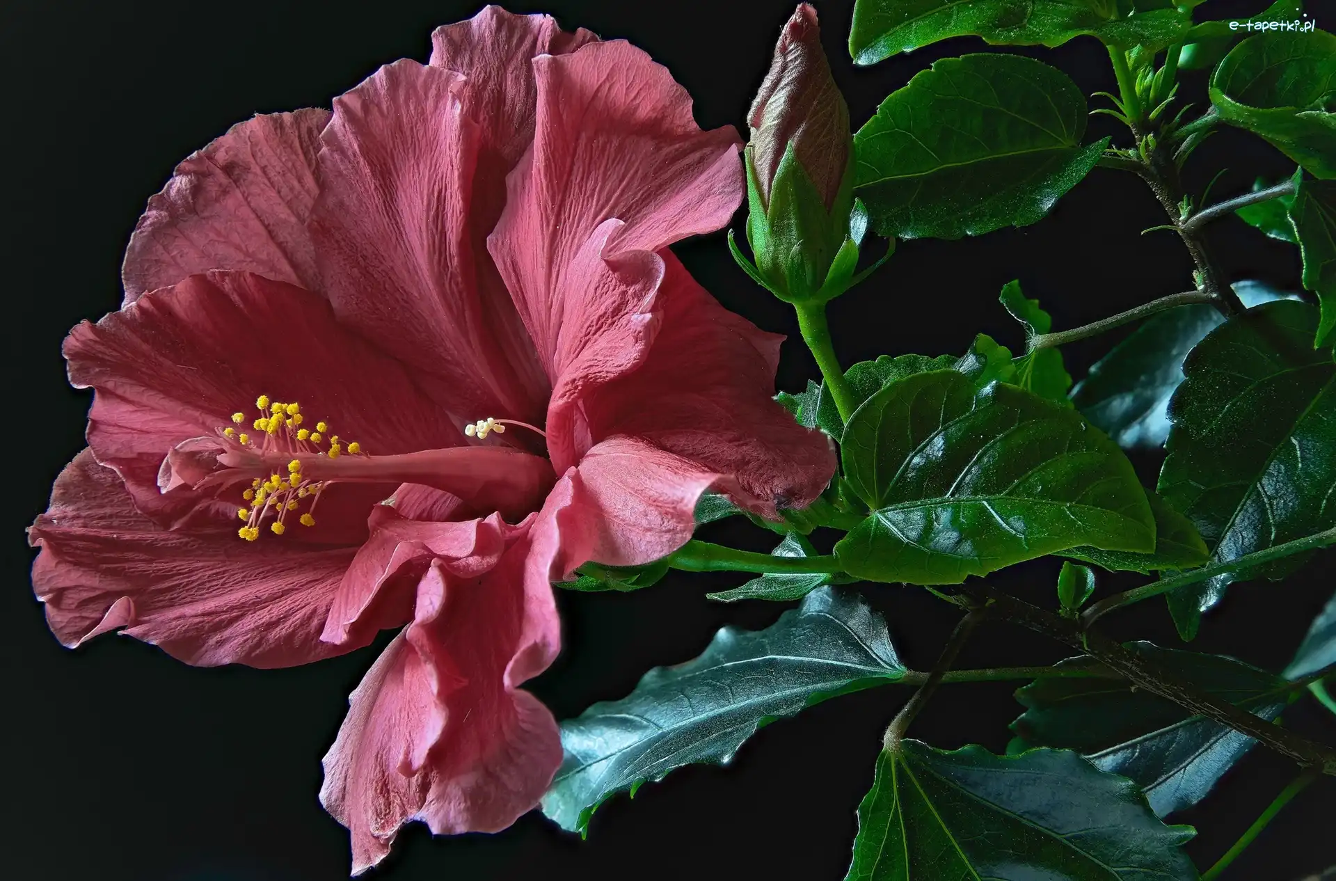 Liście, Kielich, Pąk, Zbliżenie, Hibiskus, Kwiat