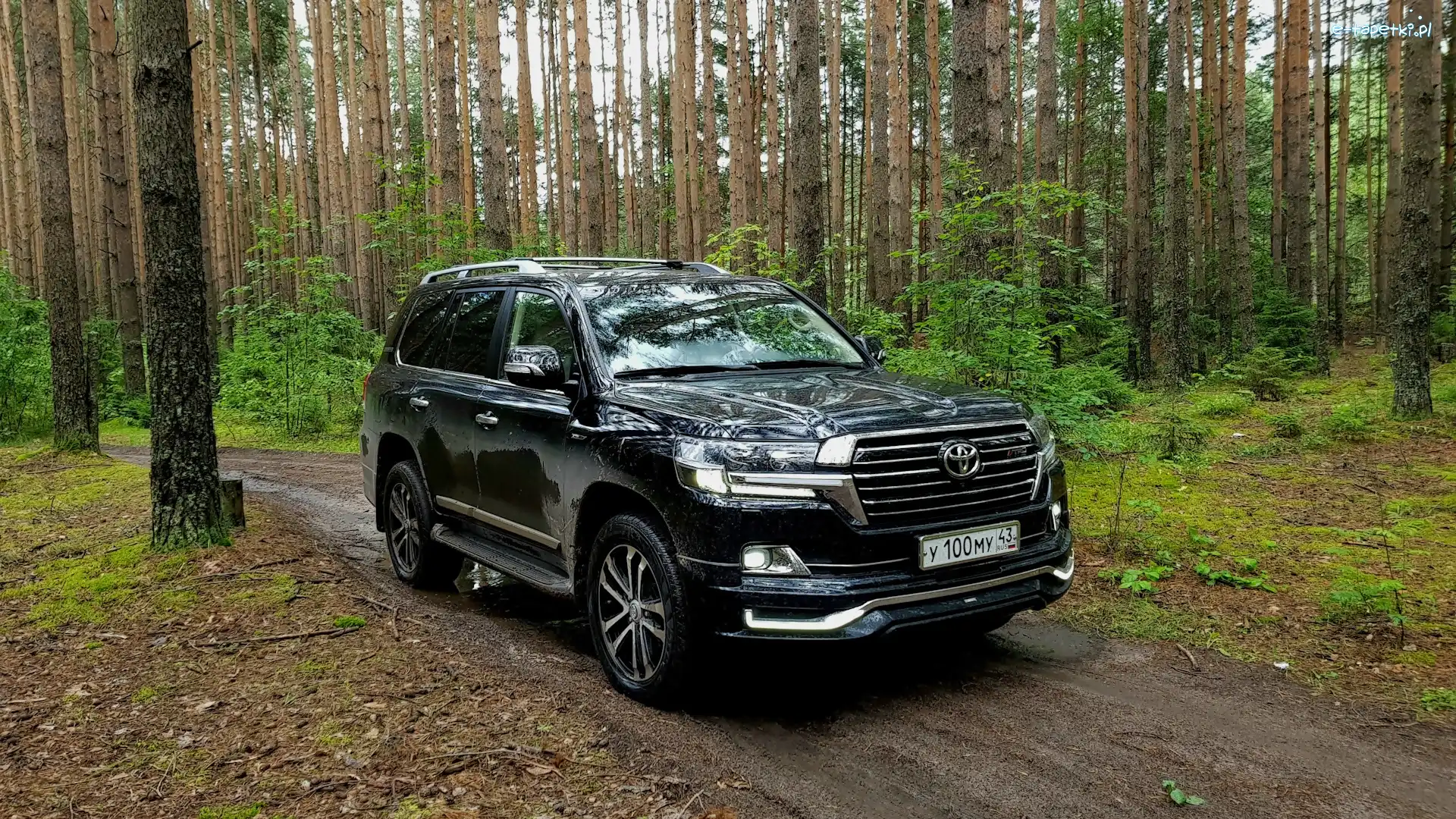 Las, Toyota Land Cruiser, Czarna