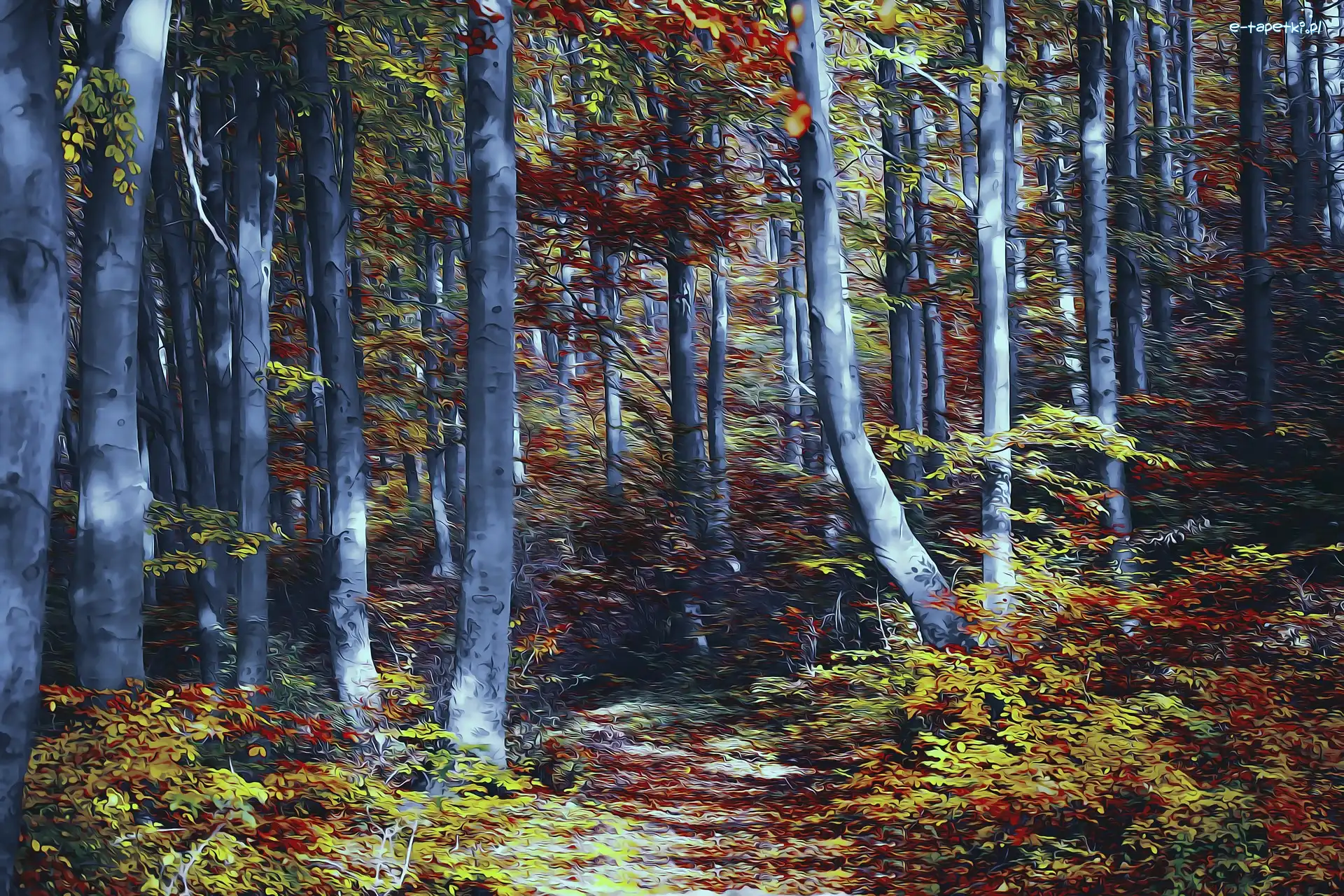 Las, Grafika, Drzewa, Jesień