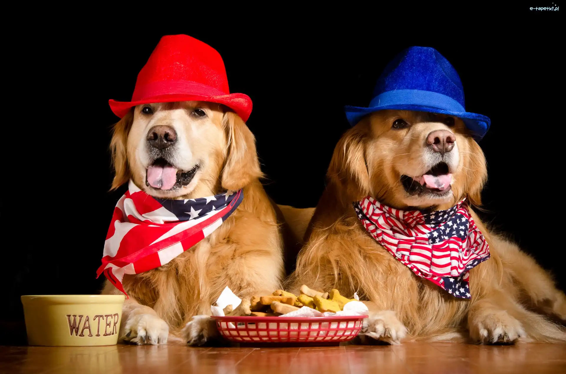 Miseczka, Golden retrievery, Kapelusze, Psy, Dwa, Jedzenie, Apaszki