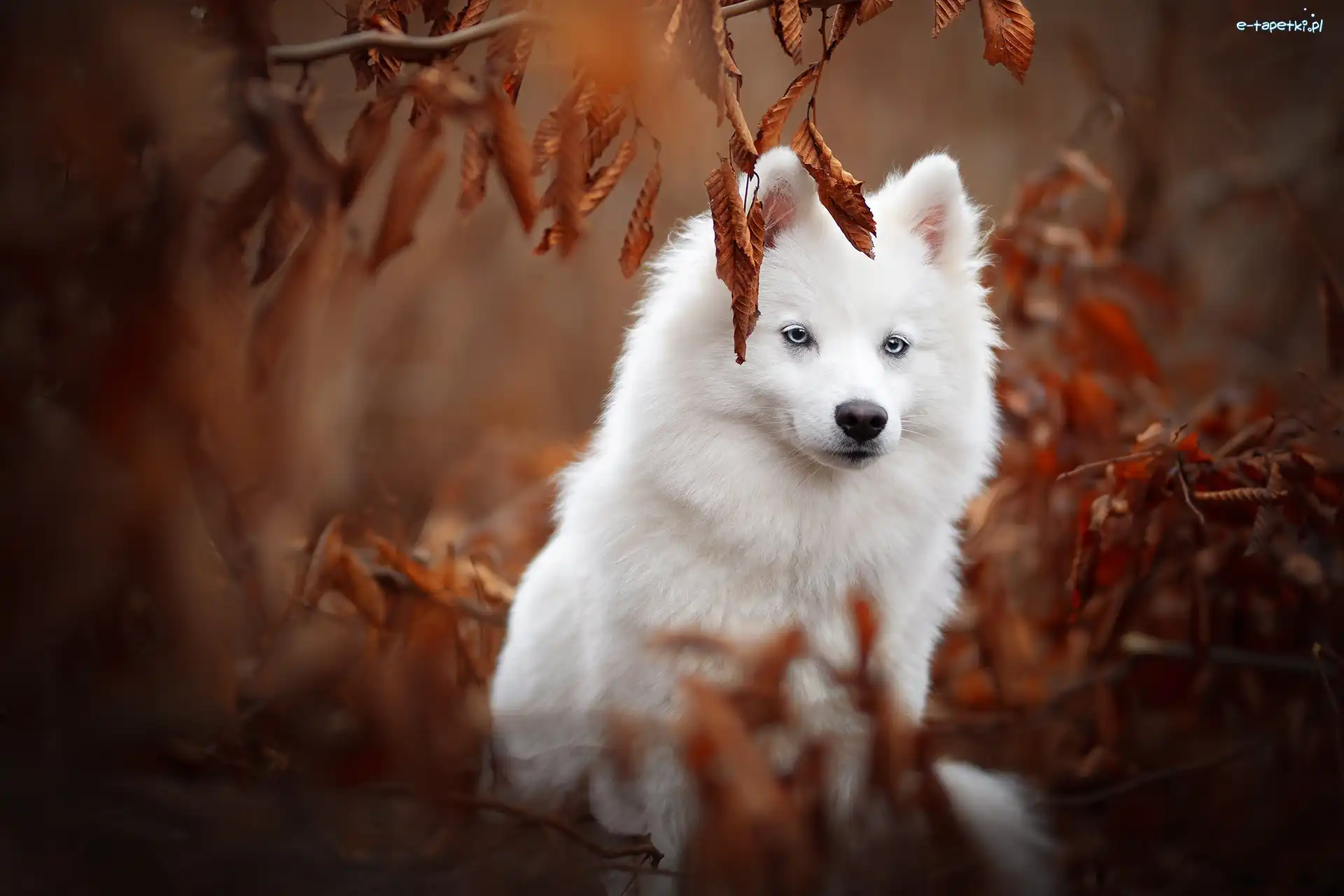 Rozmyte tło, Oczy, Amerykański pies eskimoski, Niebieskie, Pies, Liście, American eskimo dog