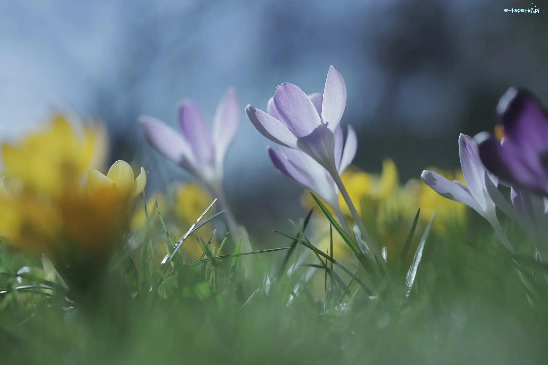 Liliowe, Kwiaty, Krokusy, Zbliżenie, Trawa