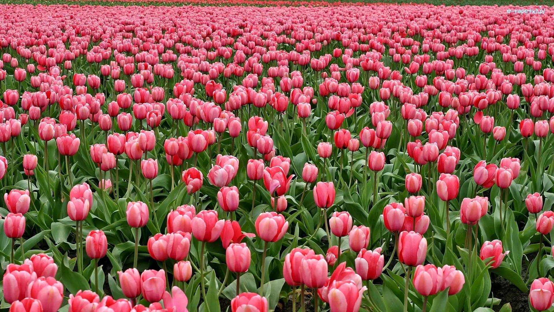 Tulipany, Pole, Kwiaty