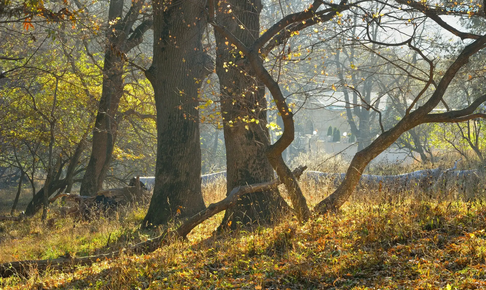 Pnie, Wygięte, Drzewa