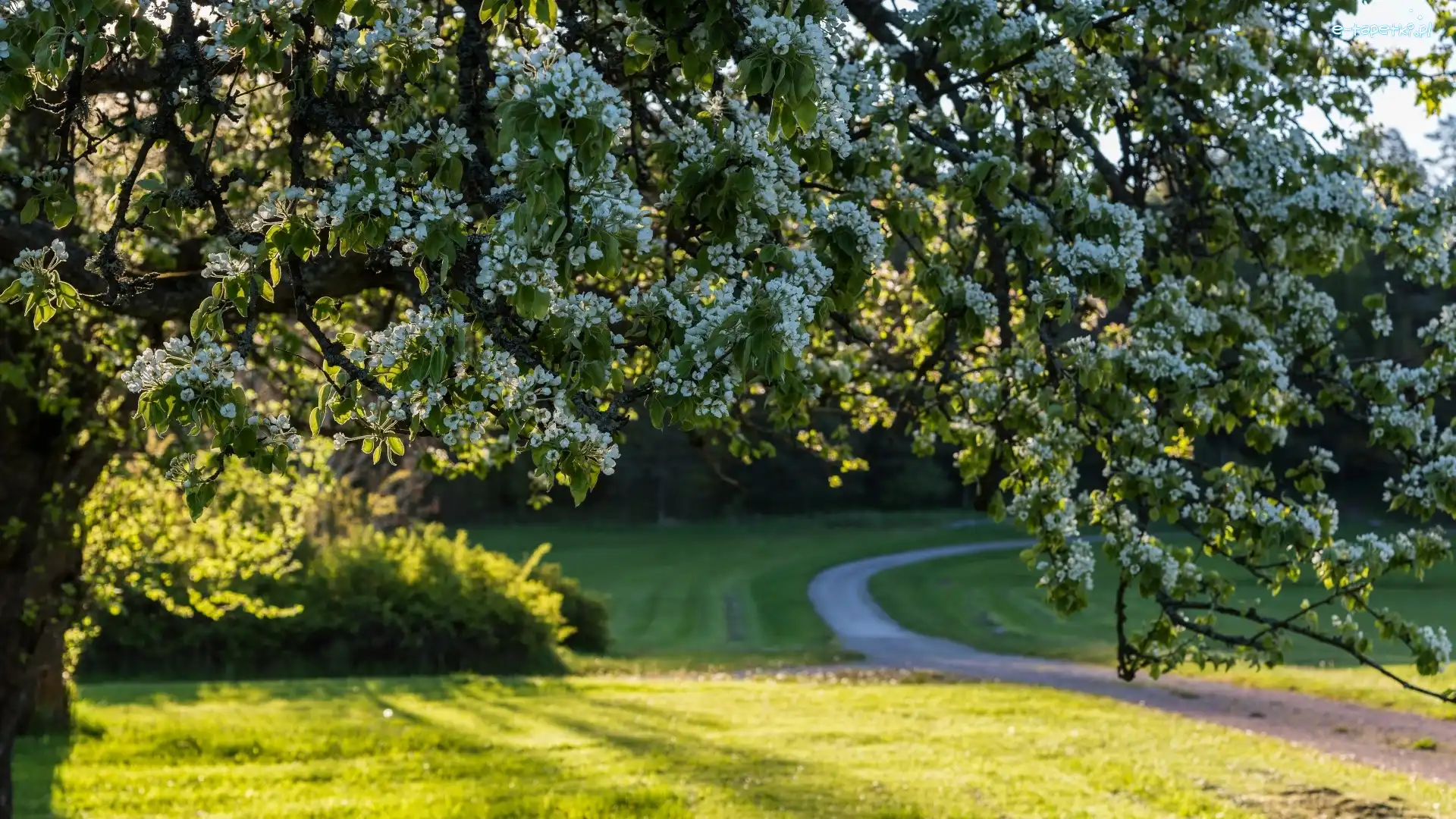 Wiosna, Kwitnące, Park, Ścieżka, Drzewo
