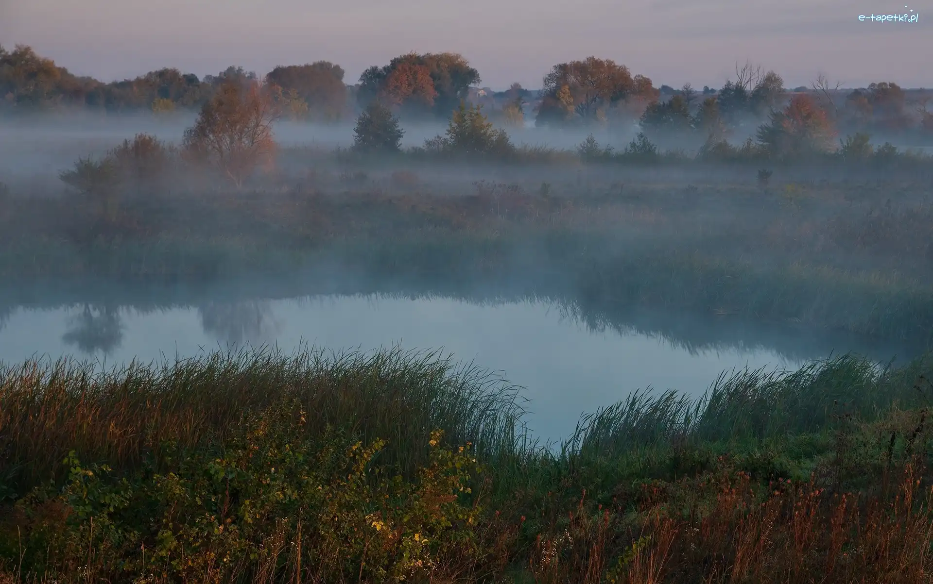 Trawa, Mgła, Drzewa, Rośliny, Jesień, Rzeka