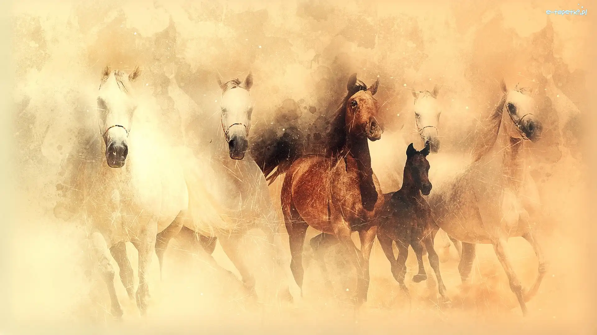 Galop, Konie, Grafika