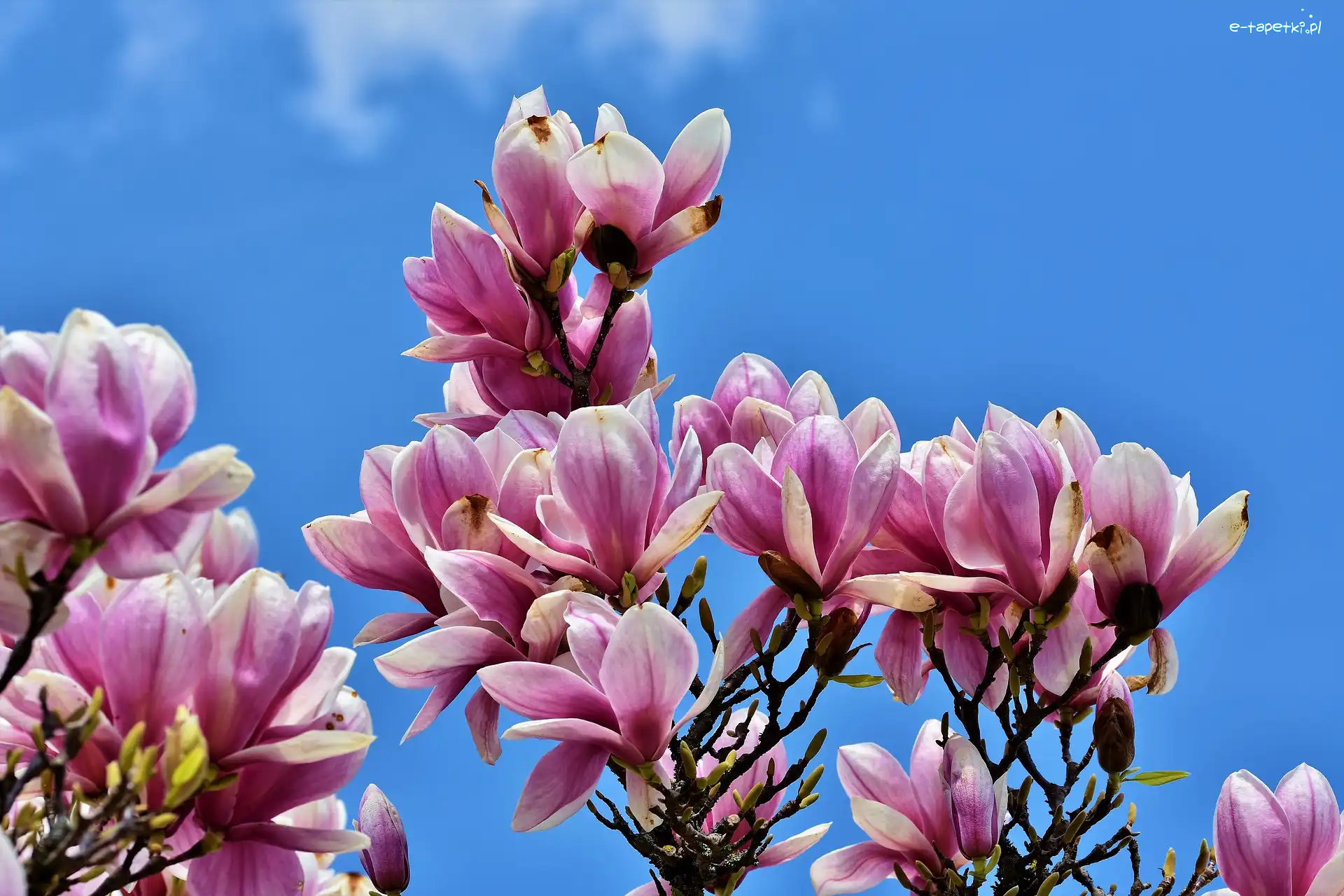 Niebo, Magnolia, Kwiaty