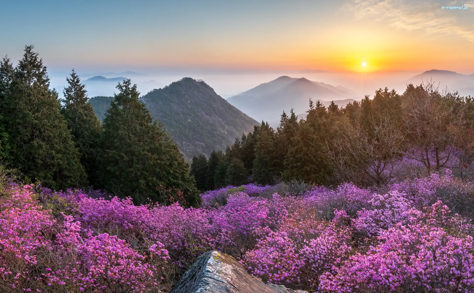 Korea Południowa, Góra Cheonjusan, Drzewa, Góry, Kwiaty, Mgła, Wschód słońca