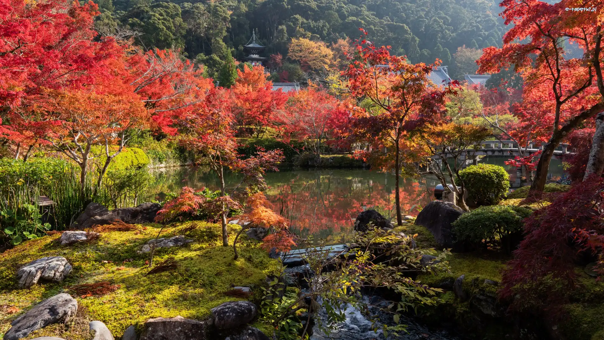 Kioto, Drzewa, Staw, Japonia, Kolorowe, Park