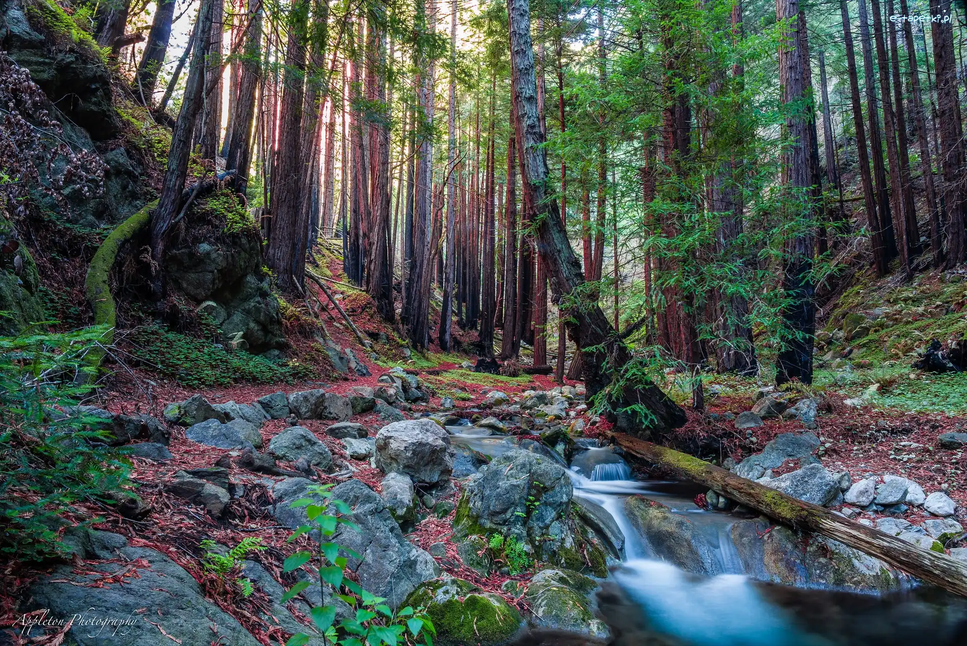 Stany Zjednoczone, Park Narodowy Redwood, Drzewa, Drzewa, Las, Kalifornia, Strumień