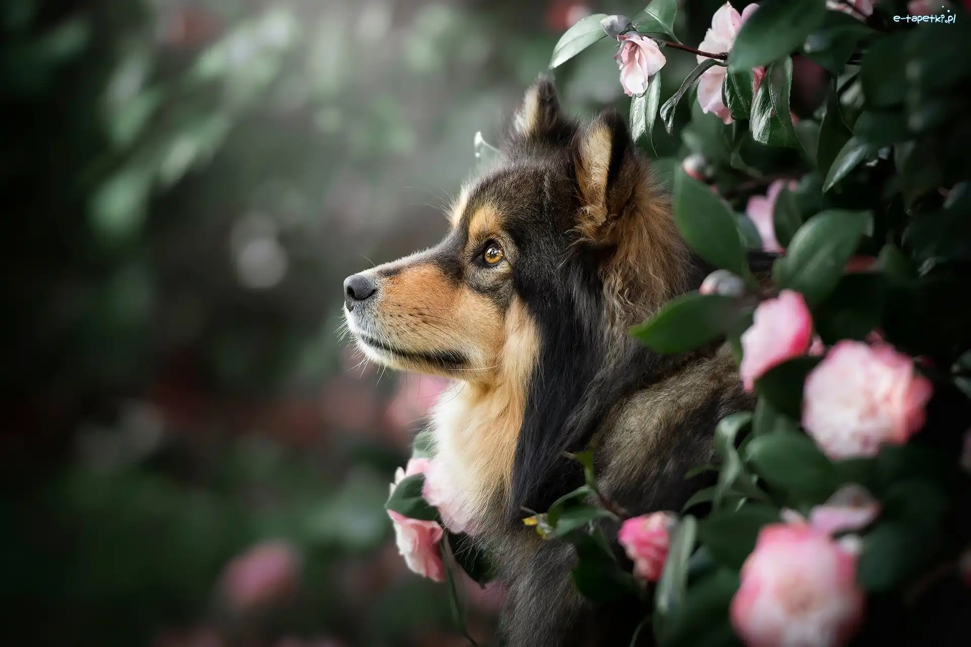 Szpic, Profil, Fiński lapphund, Pies