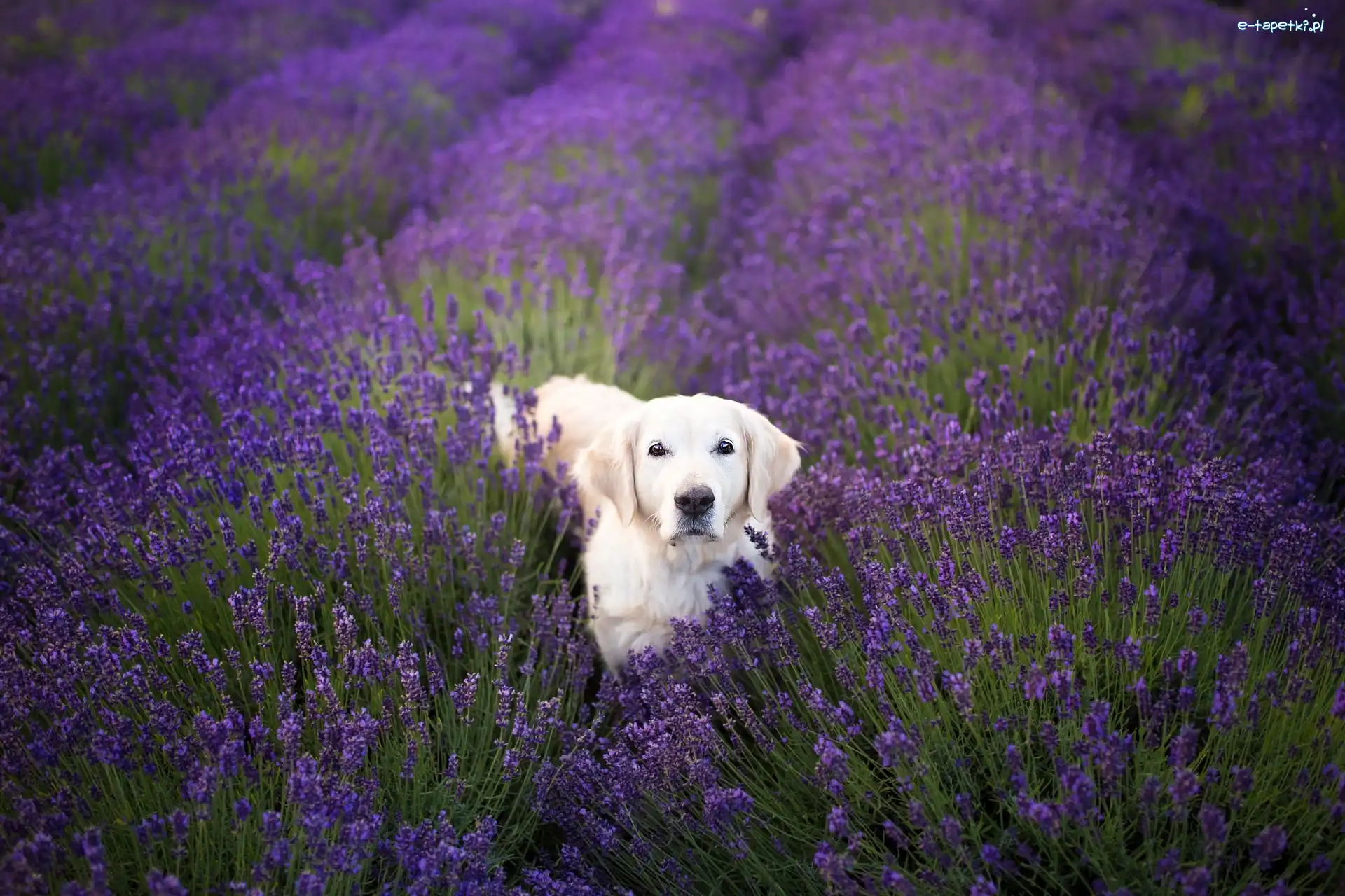 Golden retriever, Lawenda, Kwiaty, Pies