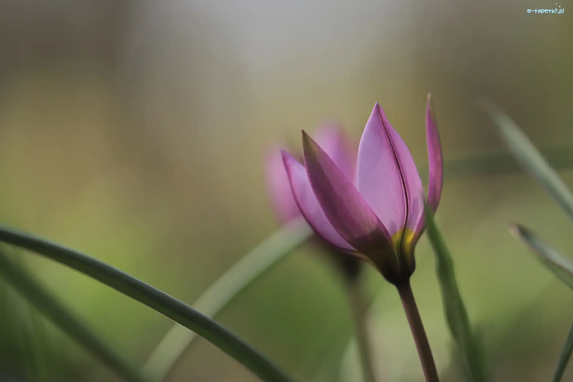Tulipan, Zbliżenie, Kwiat, Różowy