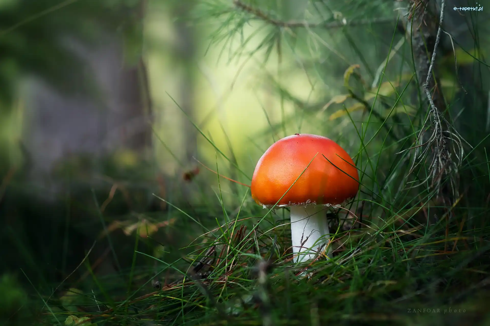 Muchomor, Źdźbła, Trawa, Grzyb