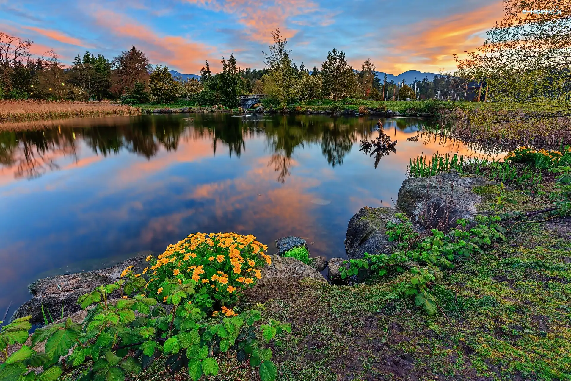 Drzewa, Stanley Park, Kanada, Vancouver, Jezioro, Kwiaty, Chmury, Park miejski